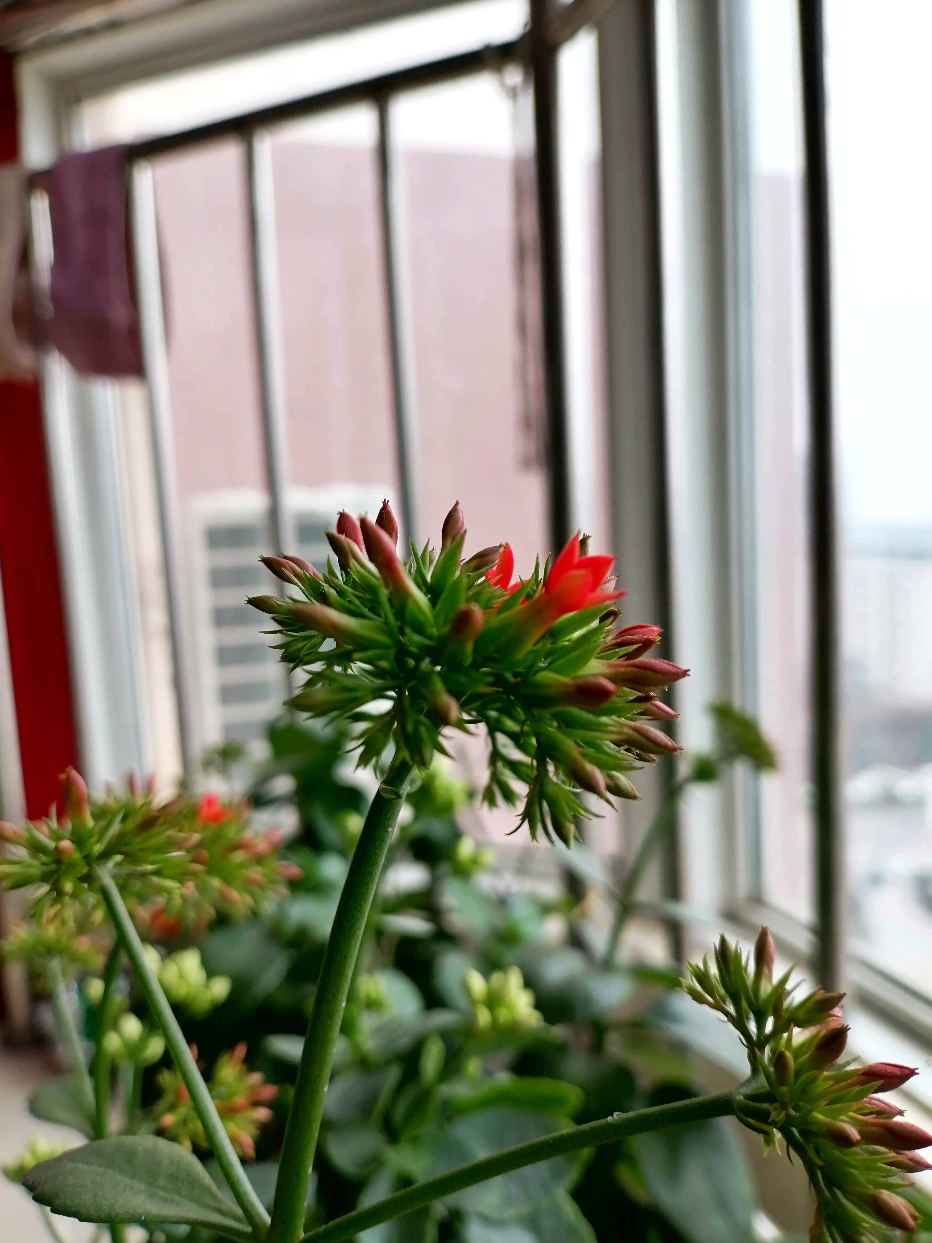花卉绿植#   凤尾长寿花,又叫大叶红单,是长寿花中极为独特的品种