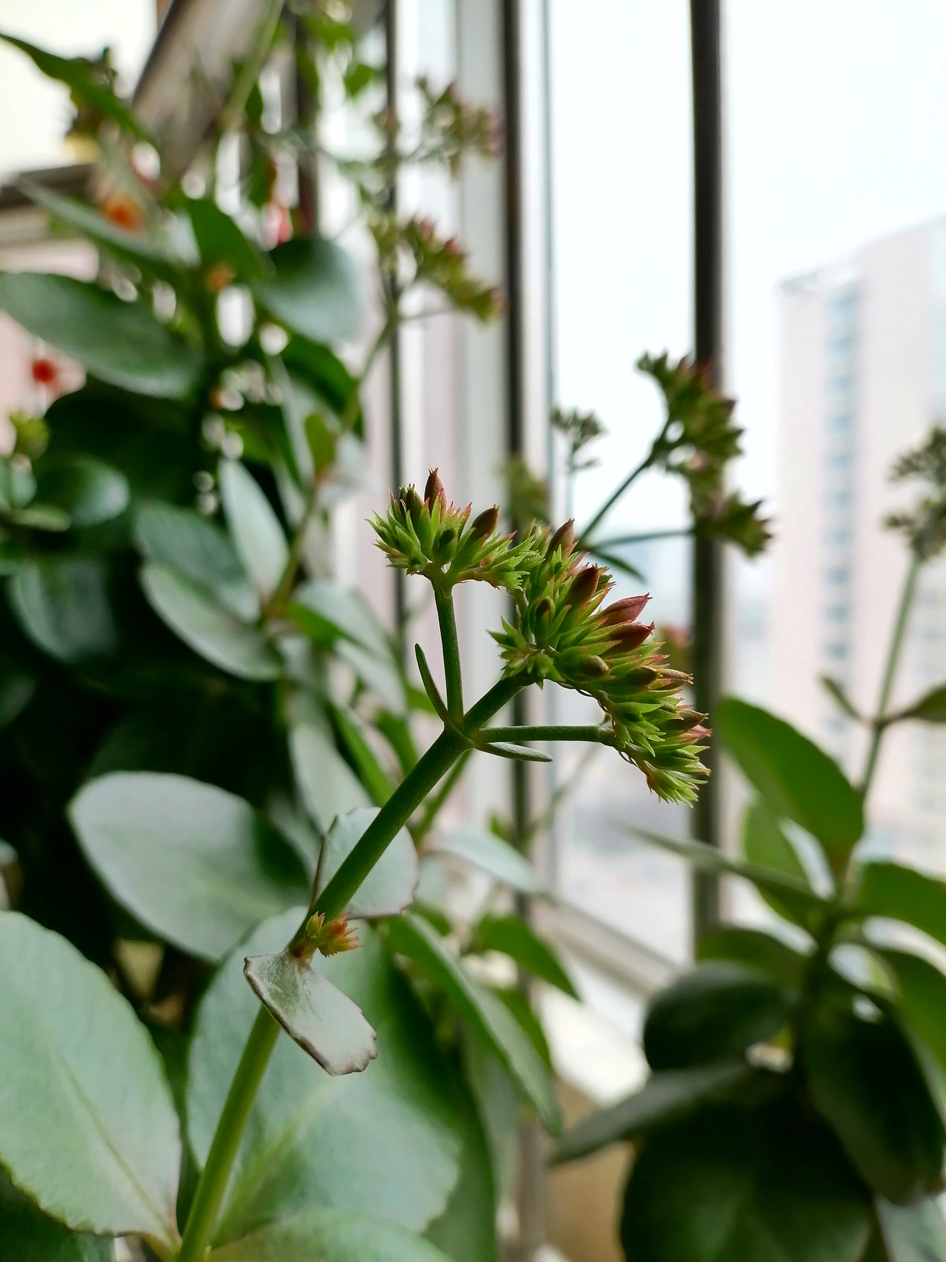 花卉绿植#   凤尾长寿花,又叫大叶红单,是长寿花中极为独特的品种