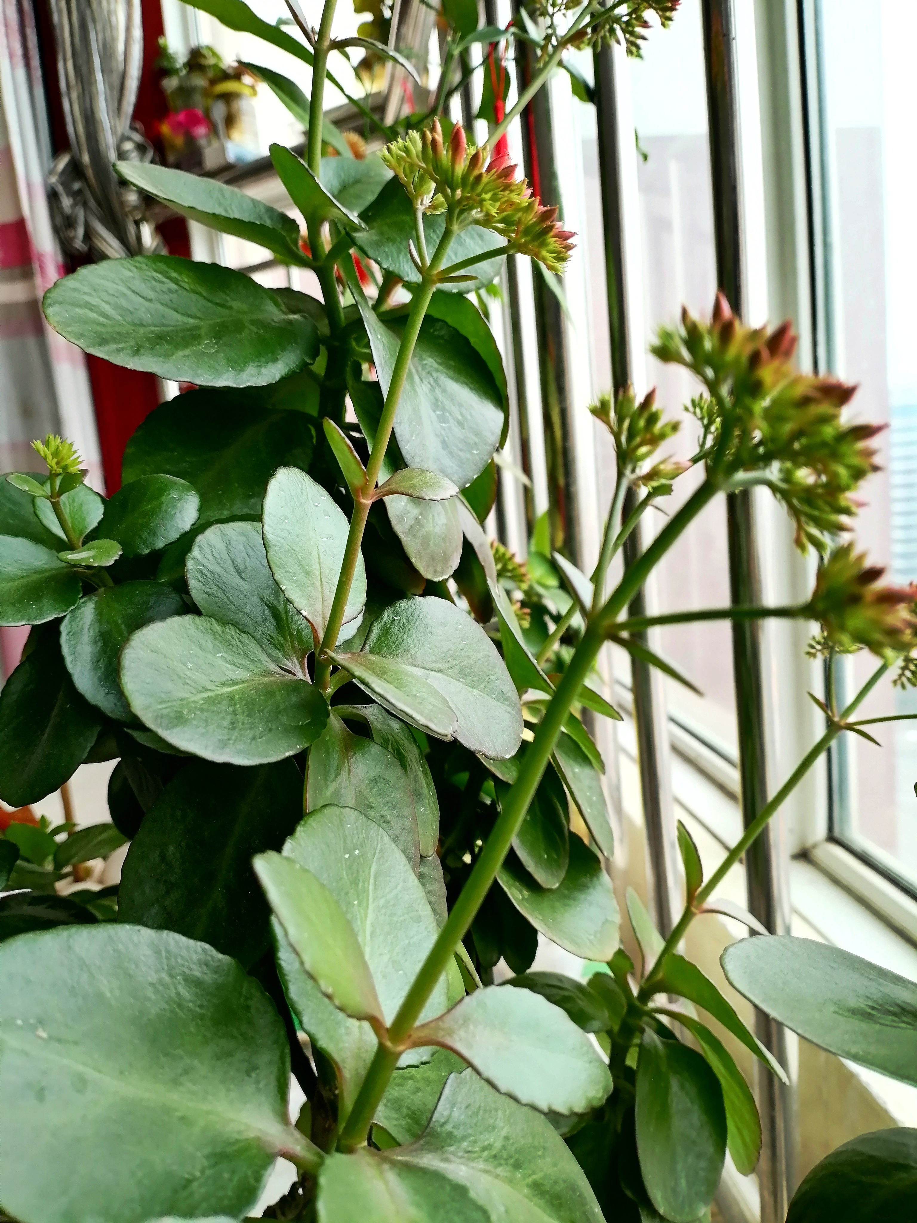 花卉绿植#   凤尾长寿花,又叫大叶红单,是长寿花中极为独特的品种