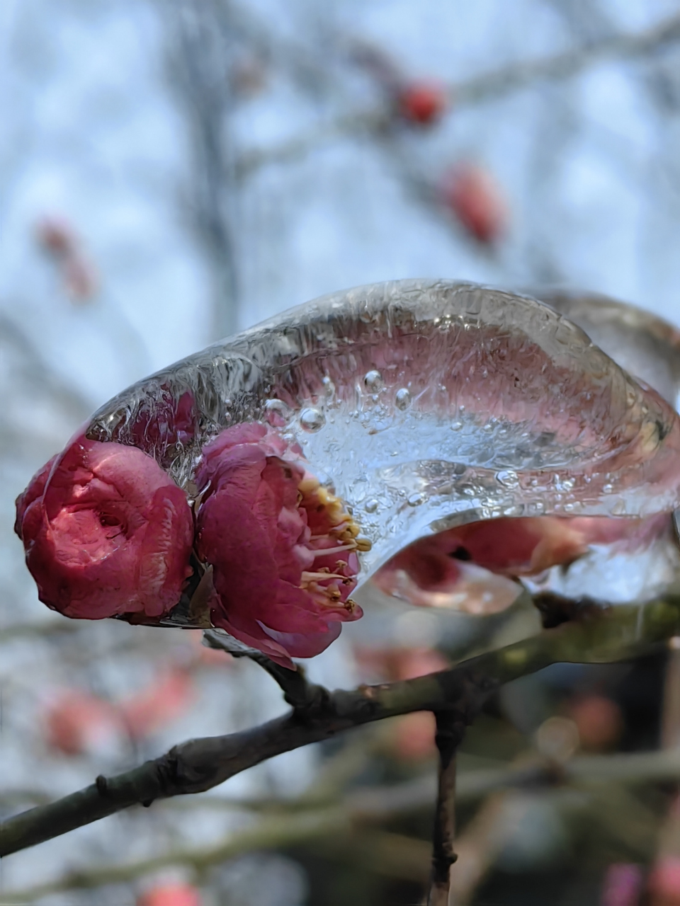 红梅 文/黎德祥  白茫茫一片 裸露着星星点点枯槁 万籁寂静的寒冬