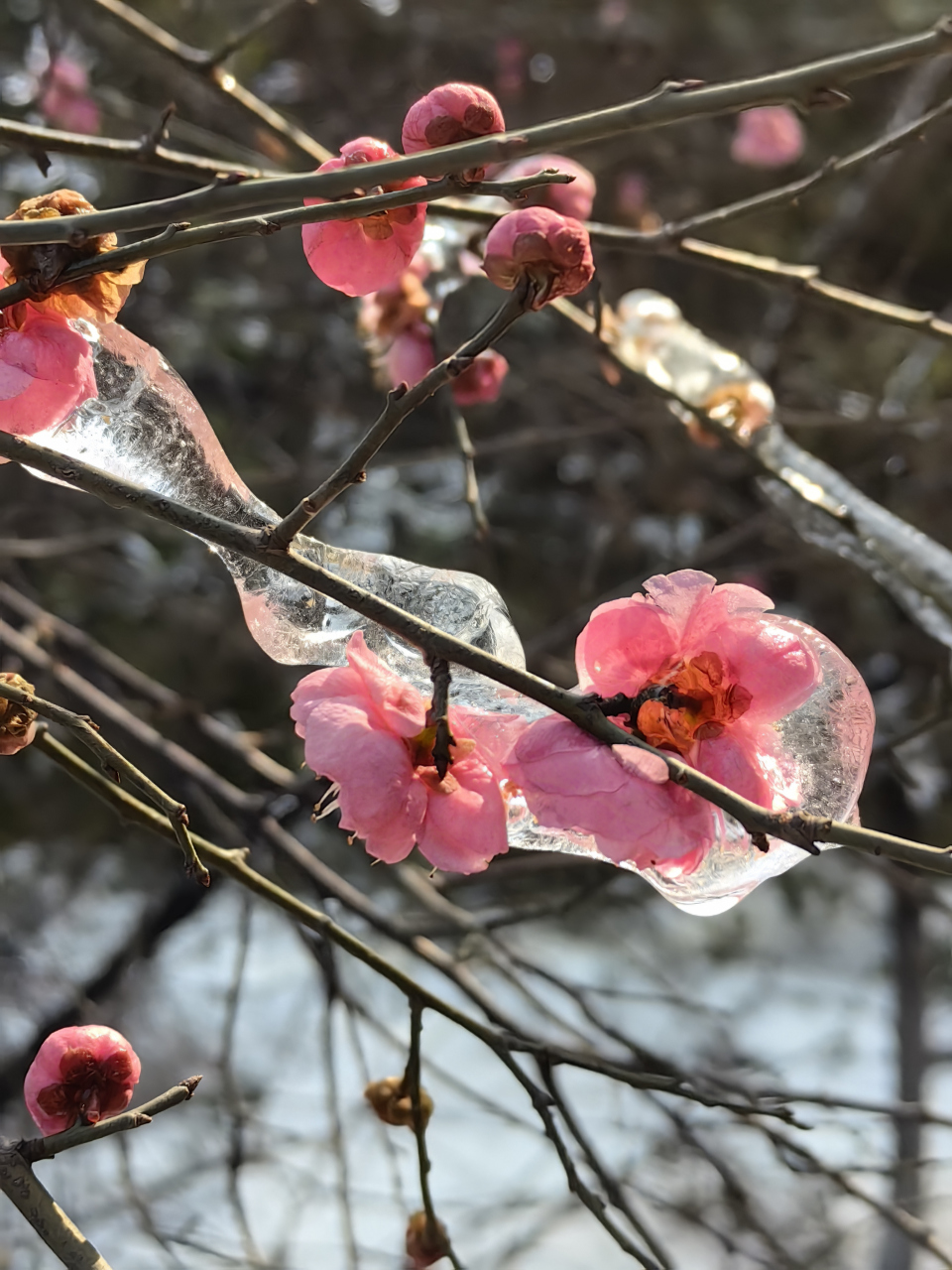 红梅 文/黎德祥  白茫茫一片 裸露着星星点点枯槁 万籁寂静的寒冬