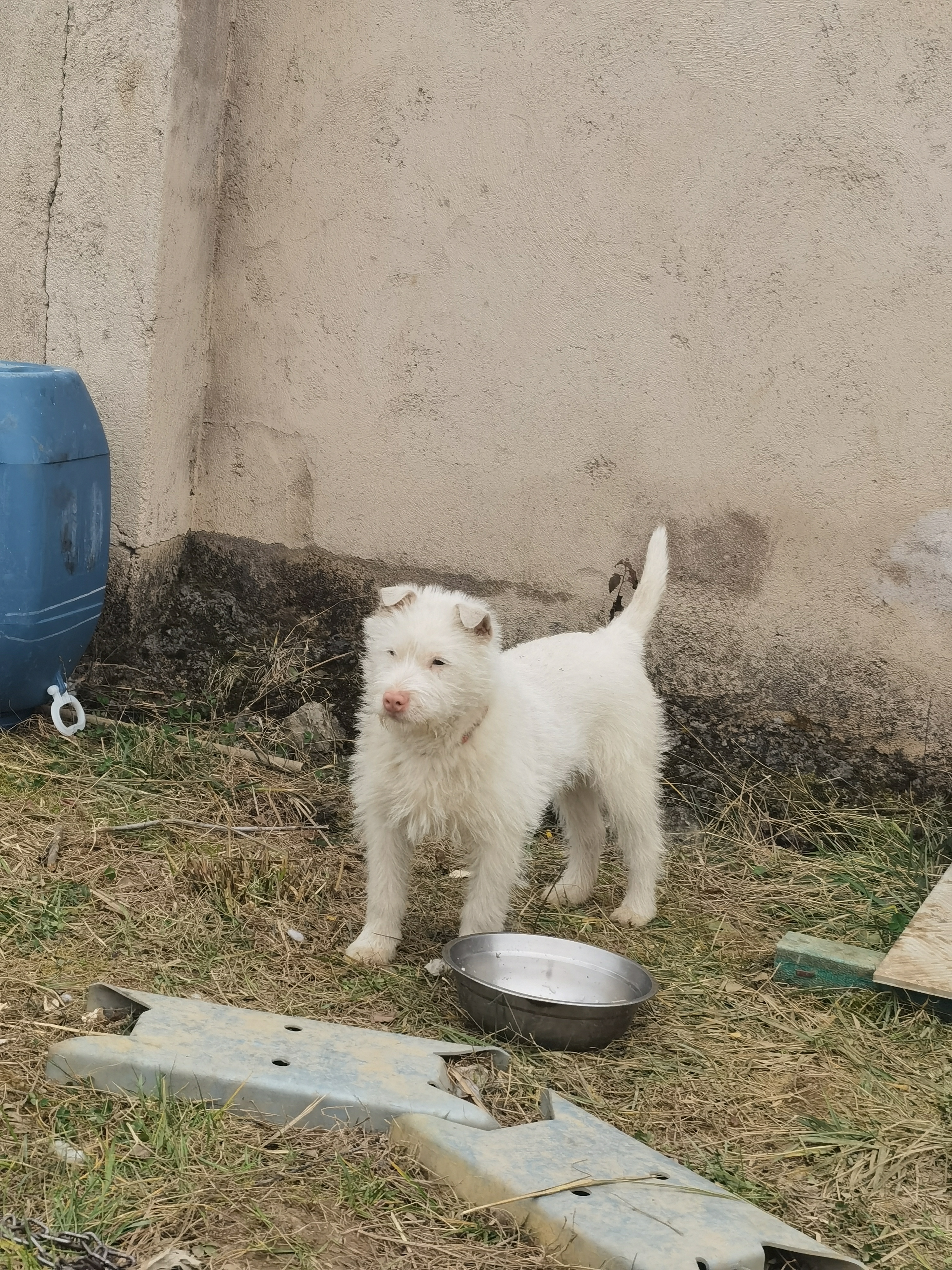 贵州下司犬图片