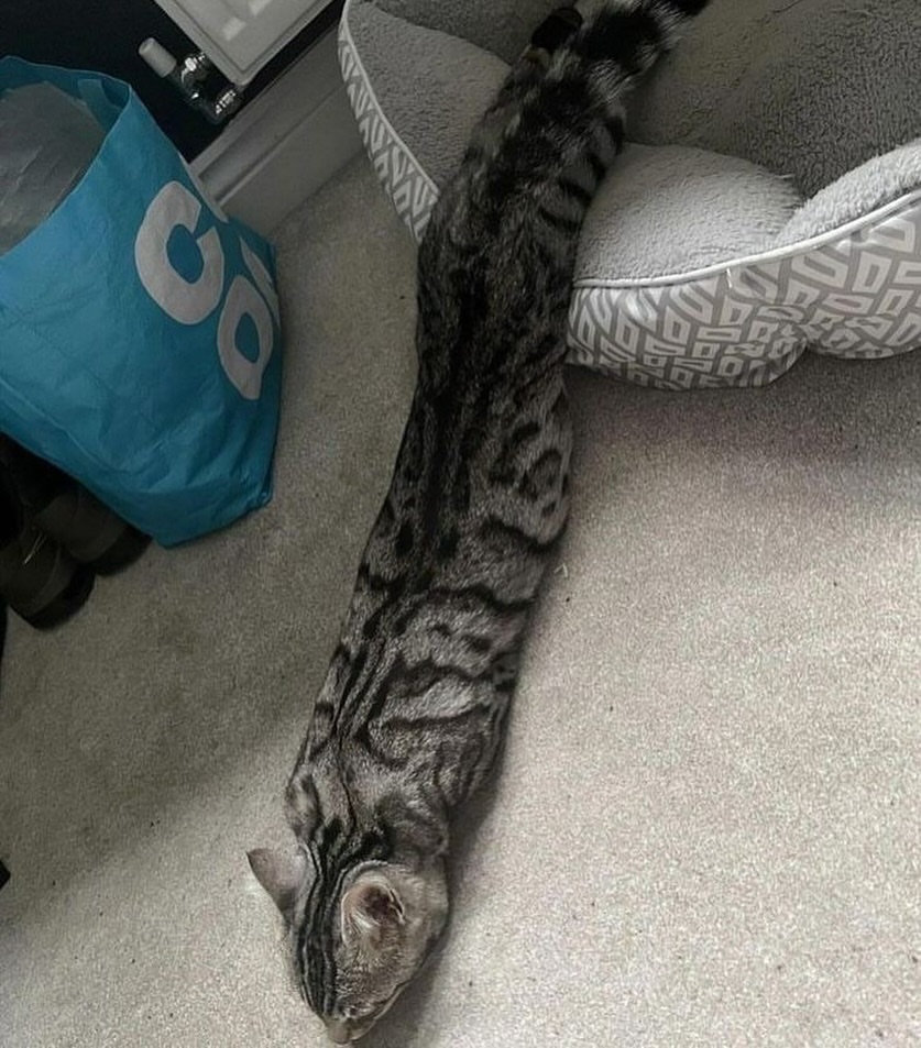 这条蛇怎么看起来猫里猫气的.#动物世界# #猫咪# #猫咪迷惑行为大赏