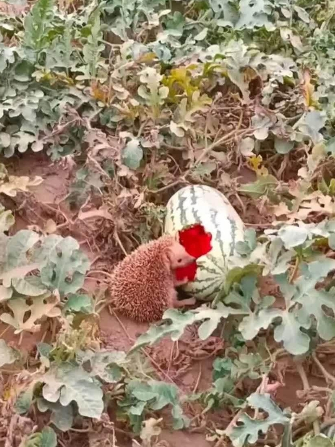 发现一只偷吃西瓜的刺猬,哈哈哈哈,突然联系到瓜田里的猹,就是不知道
