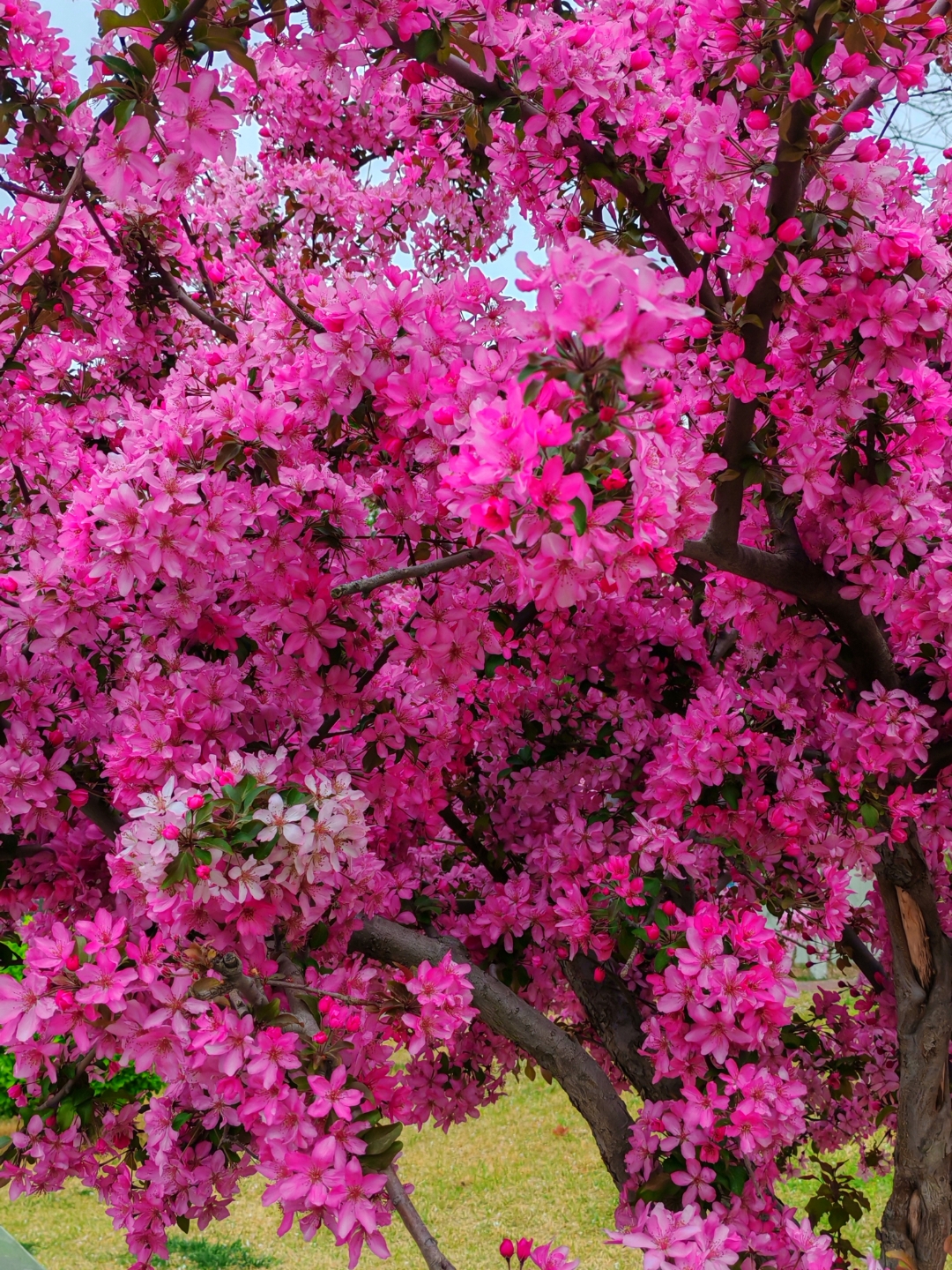 这种开的满树繁花的海棠树,不知道是叫什么名字
