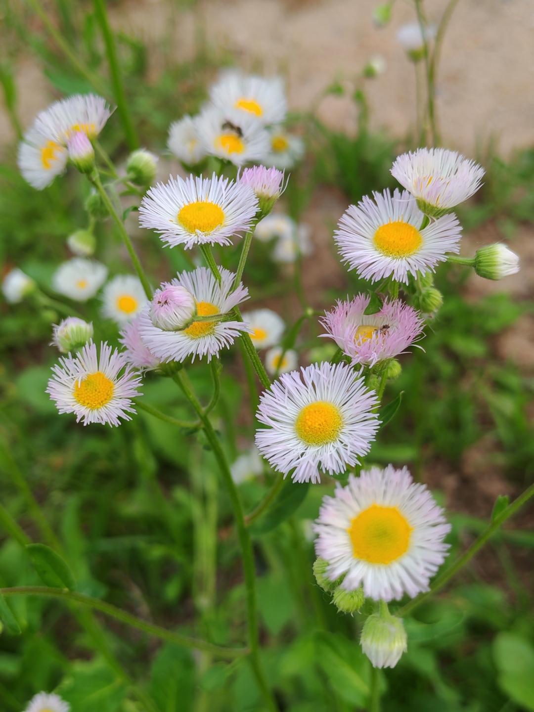 小野花的春天也是美丽的绽放
