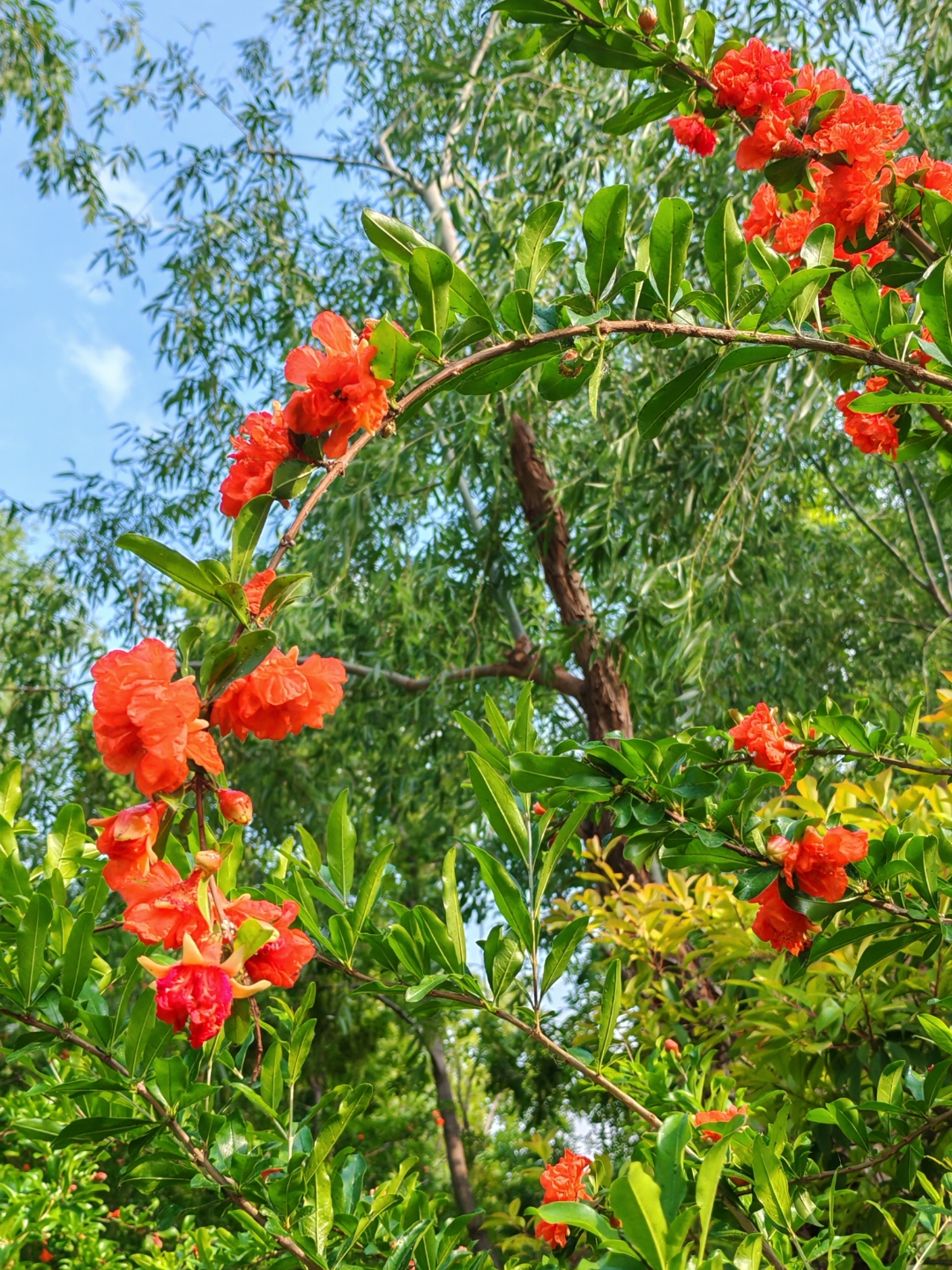 河边的石榴花开得红艳艳的,高高的石榴树,在清澈的