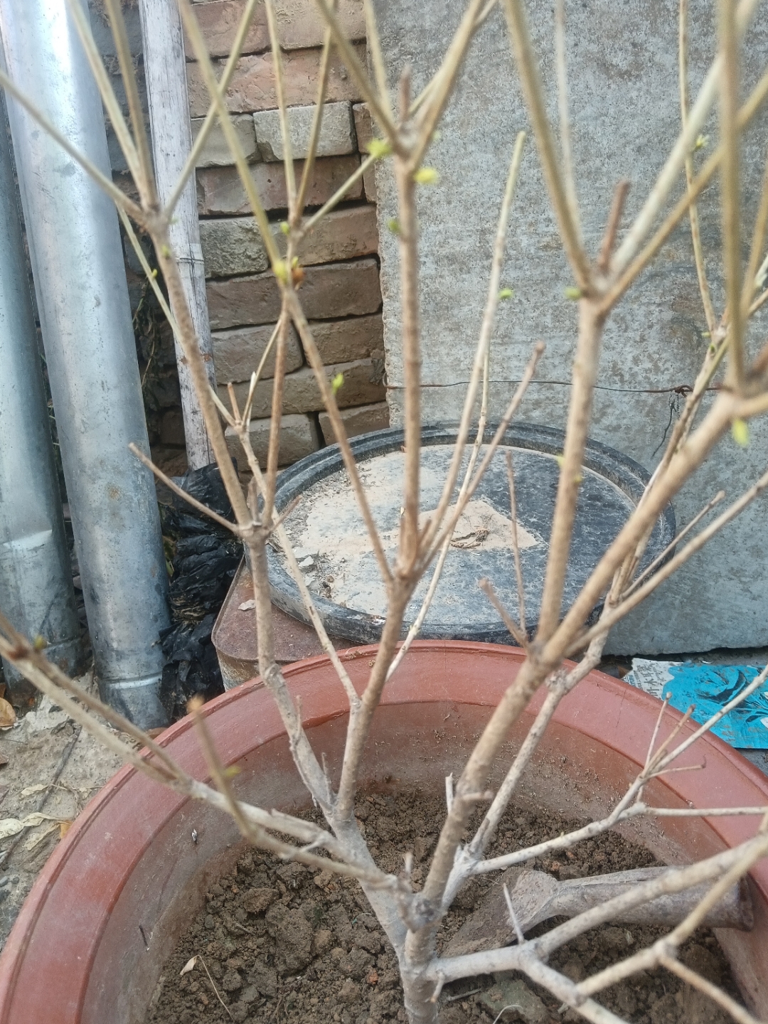 大家看一下桂花树这样了还有办法补救吗?