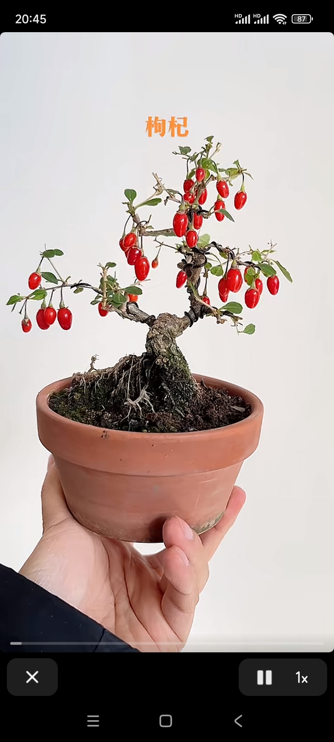 小清新枸杞盆景.来自雨中山果落.