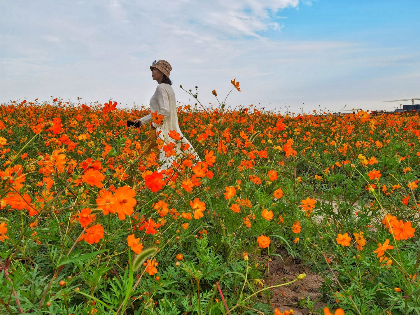 摄影爱好者联盟# 奉贤花海分享  拍摄地点#摄影爱好者联盟#湖畔路
