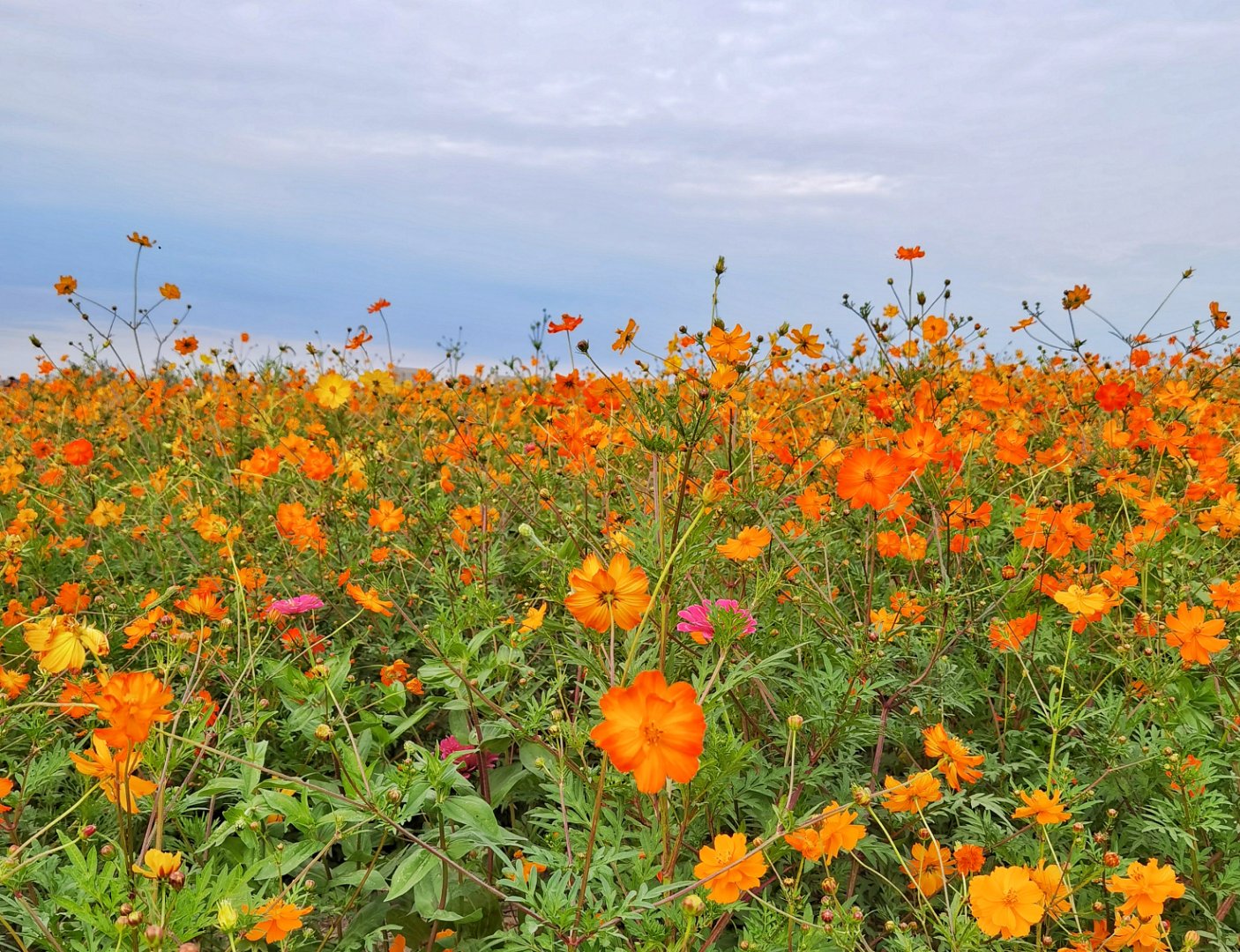 摄影爱好者联盟# 奉贤花海分享  拍摄地点#摄影爱好者联盟#湖畔路