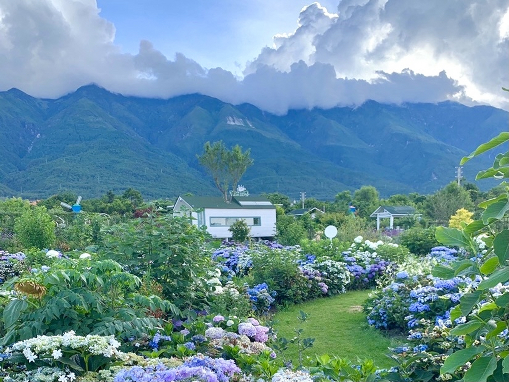 云南大理猫米花园,网红旅拍打卡地!