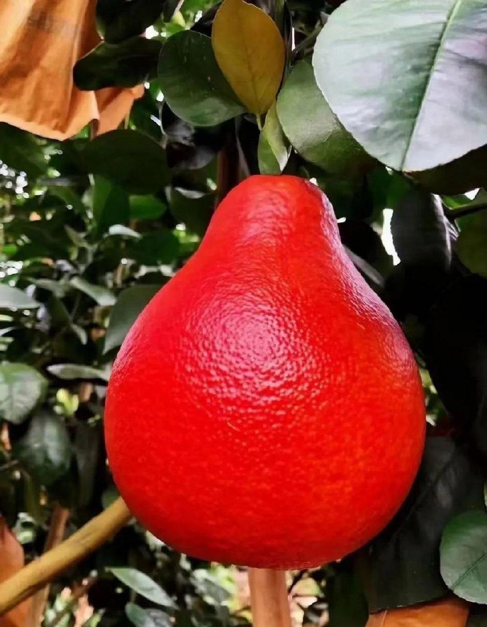 这叫暹罗柚,一听名字,就知道来自泰国