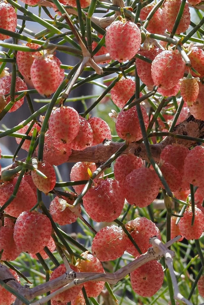 人类与自然:这是泡果沙拐枣 calligonum junceum蓼科 沙拐枣属!