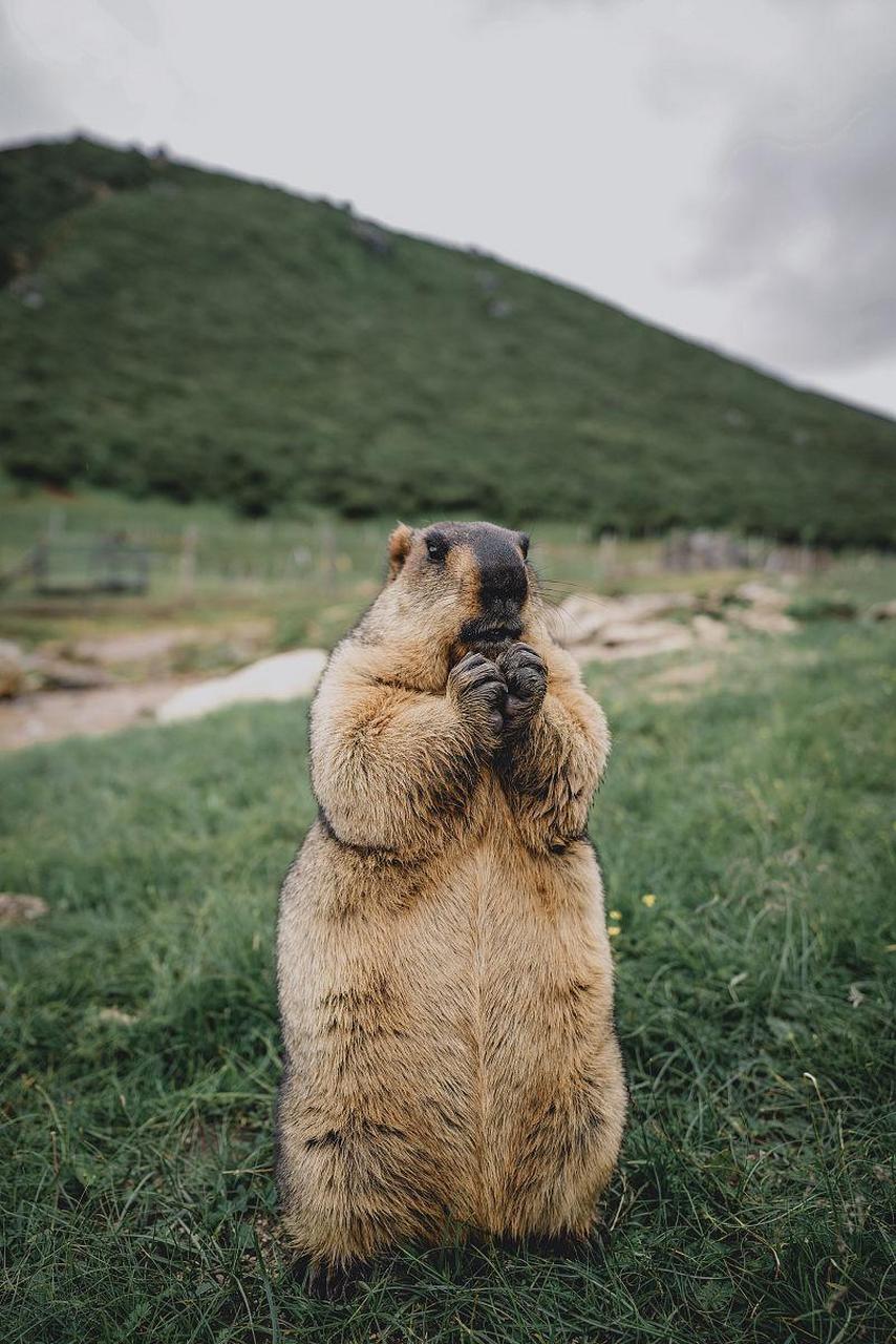 土拨鼠是一种可爱的啮齿动物,体型较大,身体肥胖,毛色柔软.