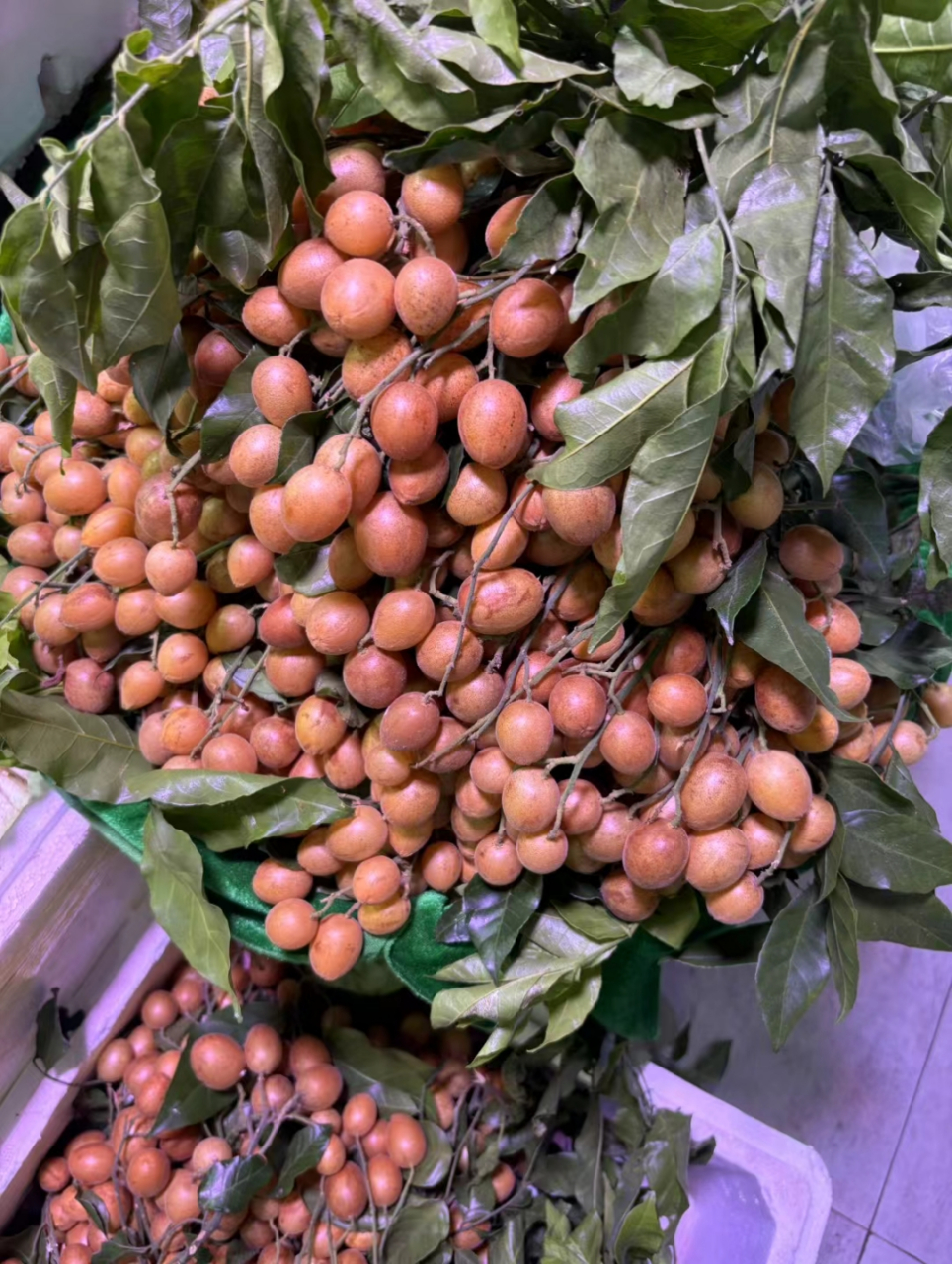 现在是两广的黄皮果季节,这种水果在其他地区很少见.