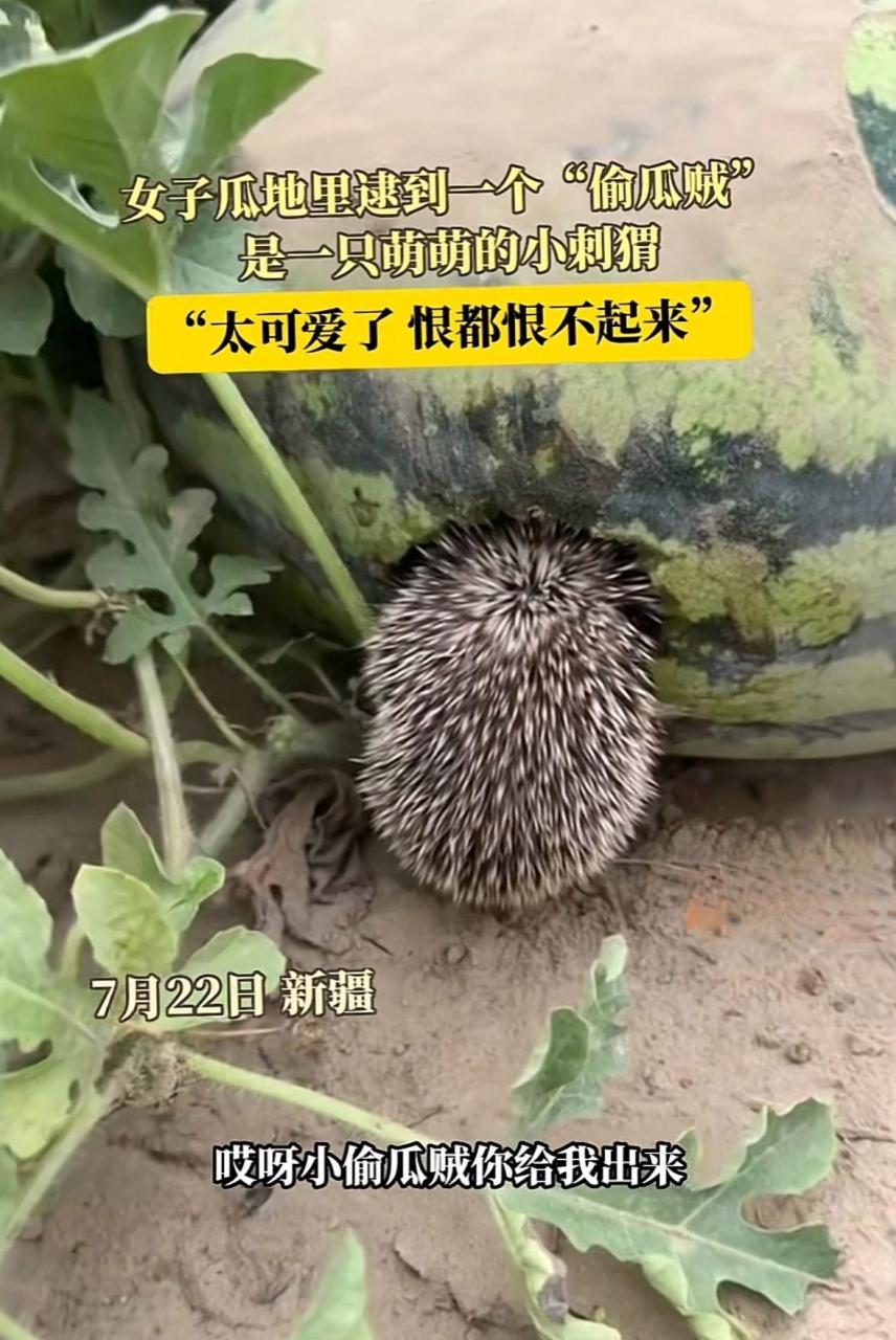 原来这就是闰土刺的猹啊:新疆的一个大姐发现了一个偷瓜贼,看着真是太