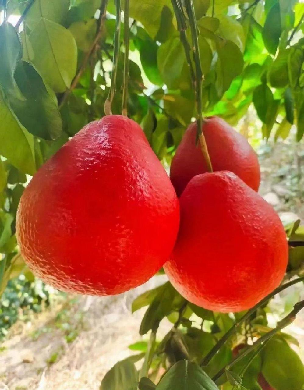 这叫暹罗柚,一听名字,就知道来自泰国