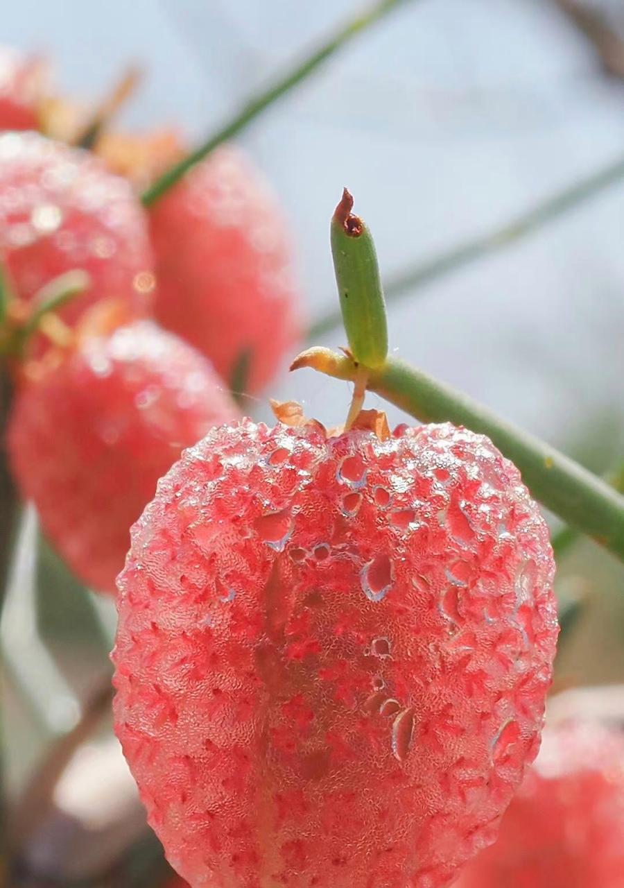 人类与自然:这是泡果沙拐枣 calligonum junceum蓼科 沙拐枣属!