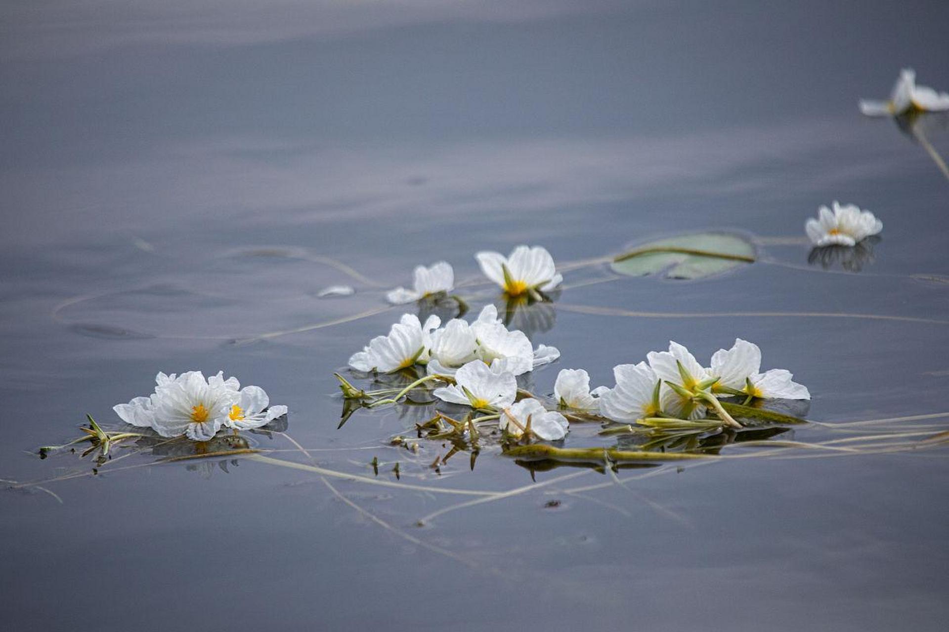 水性杨花波叶海菜花图片