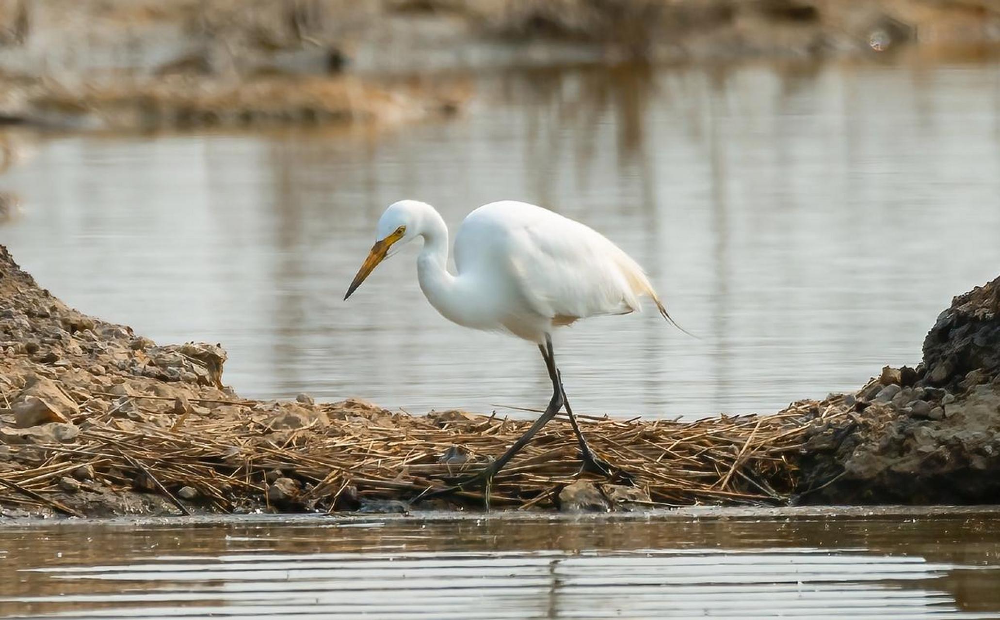 体型介于大白鹭和白鹭(也称小白鹭)之间,为鹳形目鹭科白鹭属鸟类