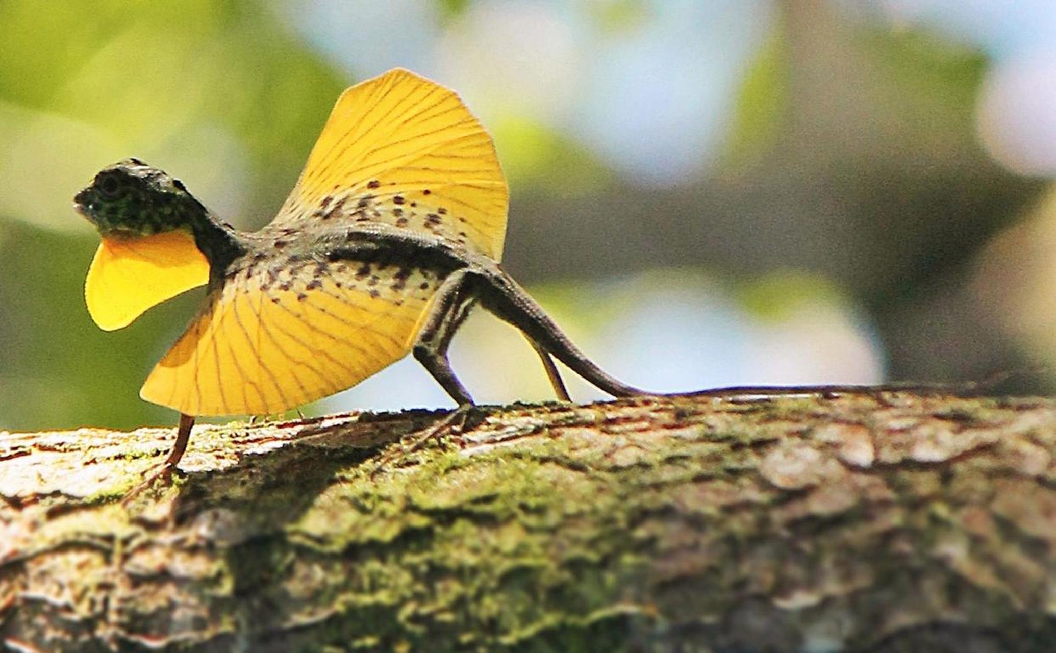 会飞的蜥蜴,长着翅膀,尾巴控制平衡!