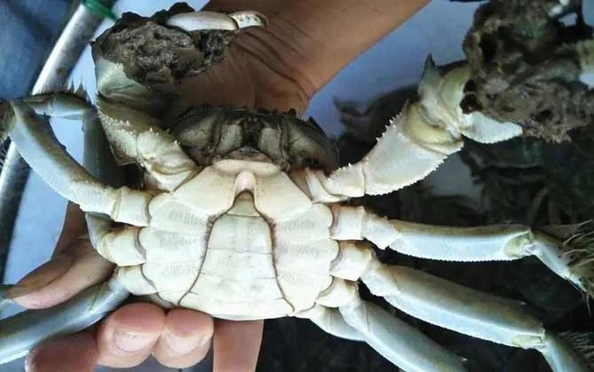 涨姿势:螃蟹分公母其实挺简单的,圆脐就是母螃蟹,尖脐就是公蟹!