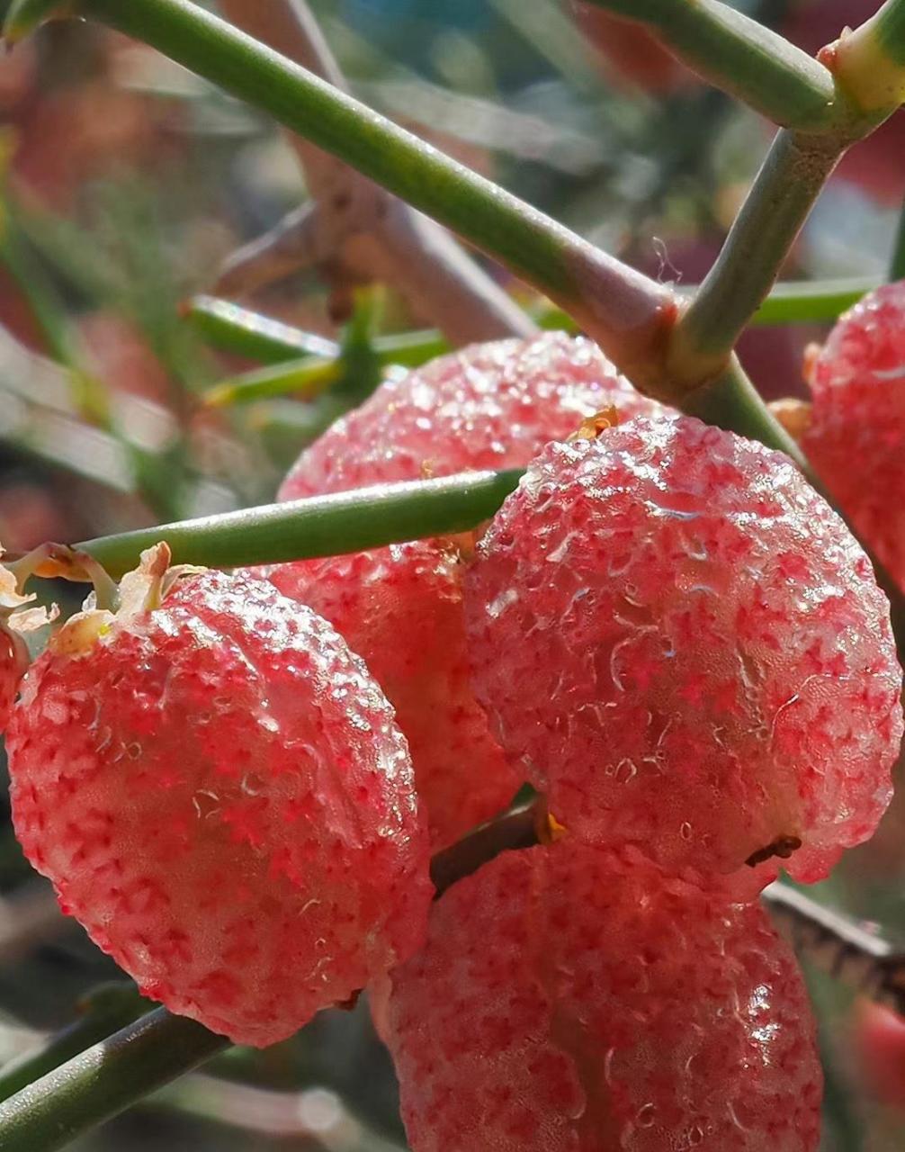 人类与自然:这是泡果沙拐枣 calligonum junceum蓼科 沙拐枣属!