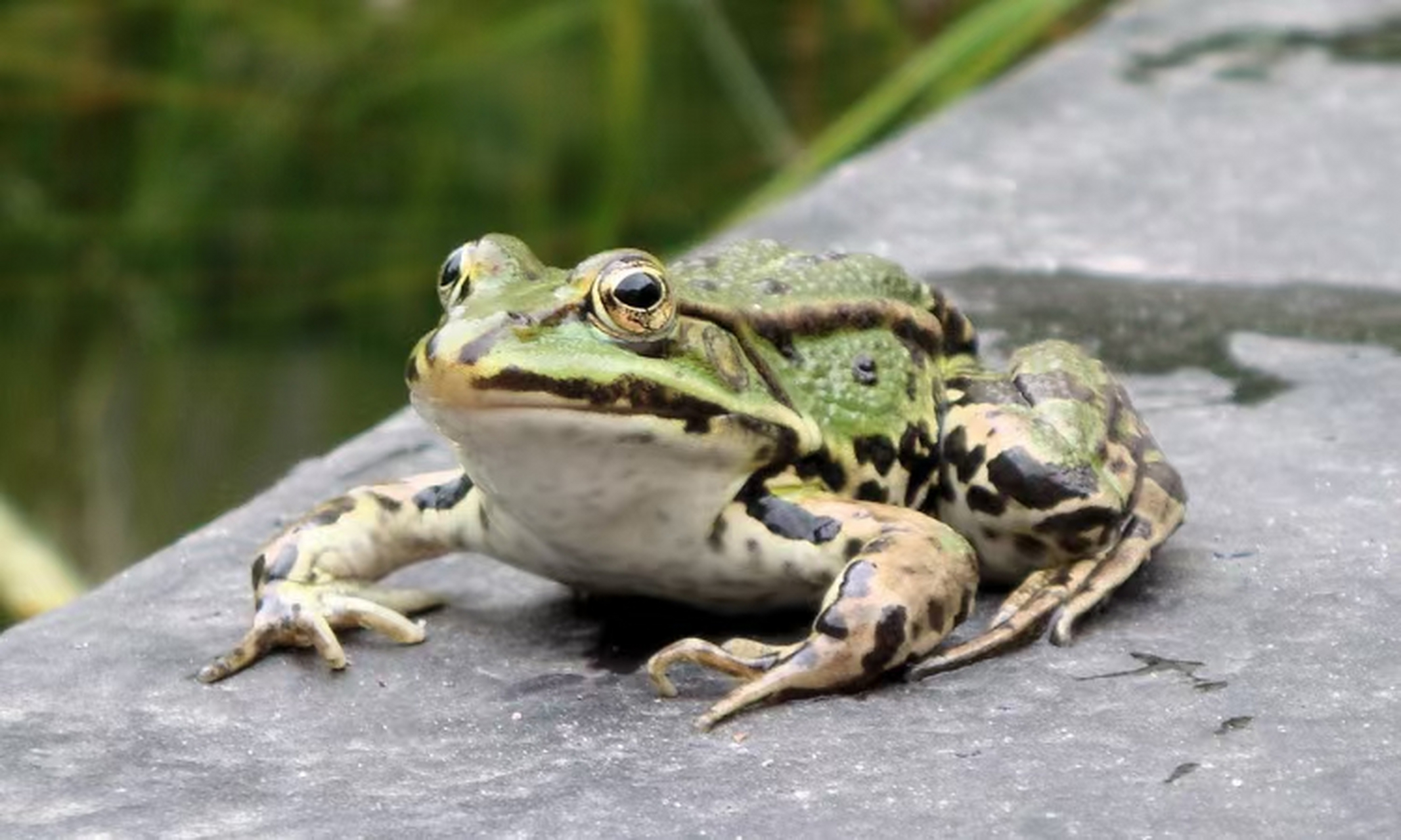 青蛙和癞蛤蟆有何不同?