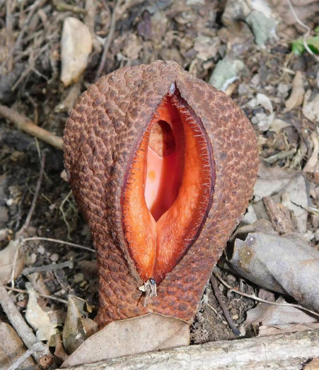涨姿势:这是非洲白鹭花,观赏性植物!