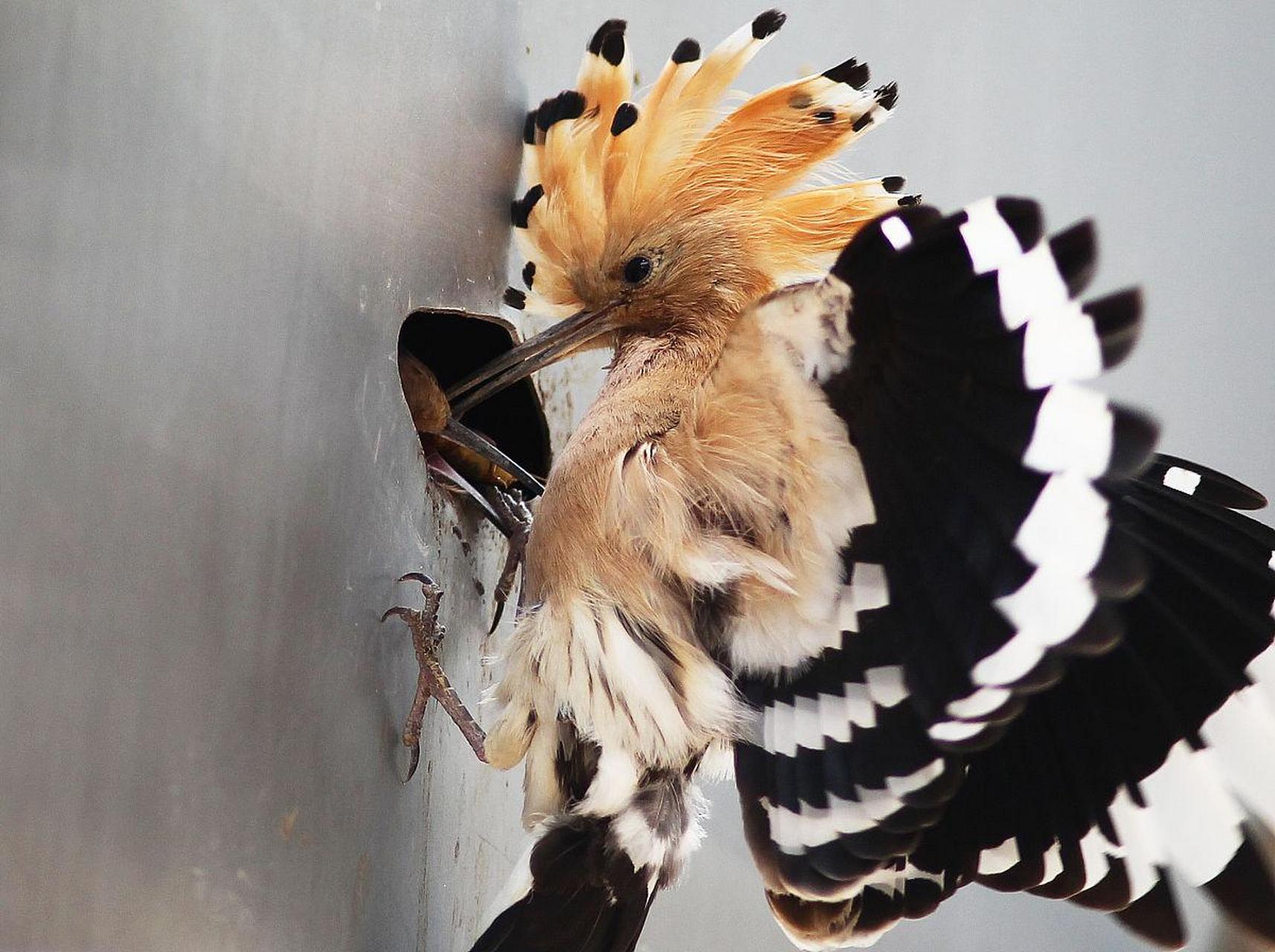 这种鸟羽毛真漂亮,喙长而尖,学名戴胜.