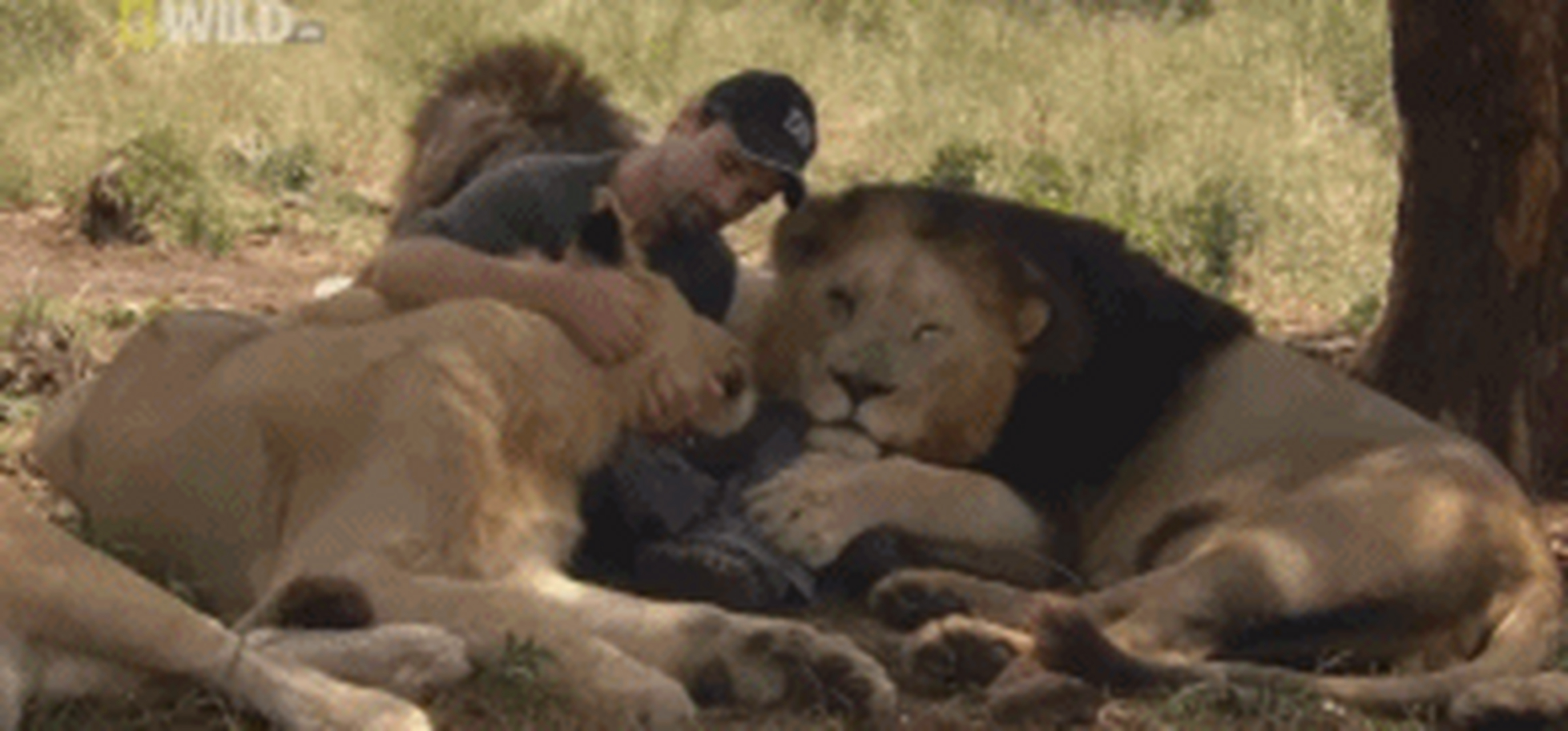 "狮语者"kevin richardson,他是一名动物行为学家,看他和狮子们的相处