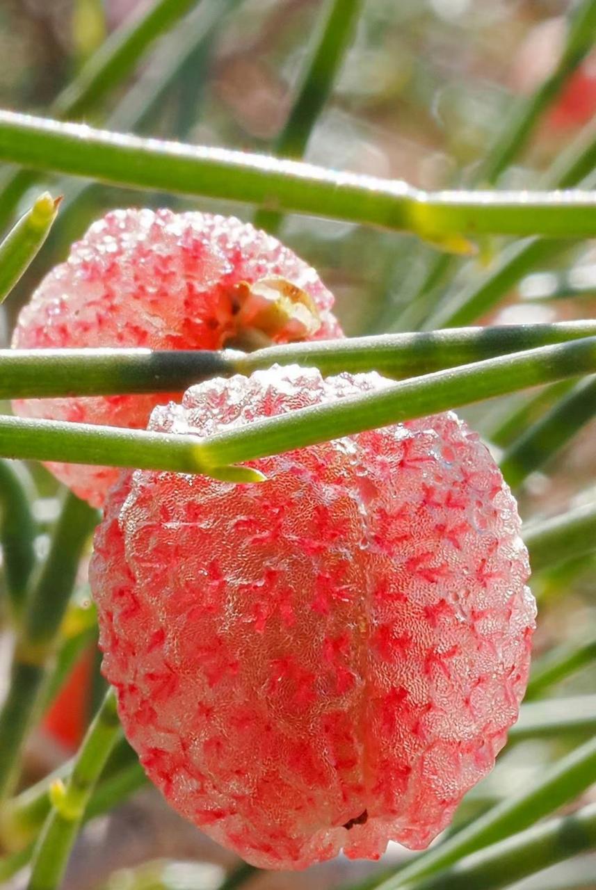 人类与自然:这是泡果沙拐枣 calligonum junceum蓼科 沙拐枣属!