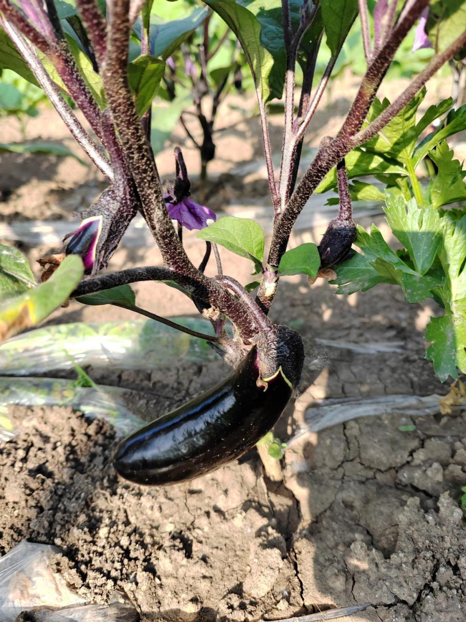 美景之屋:田园也风光