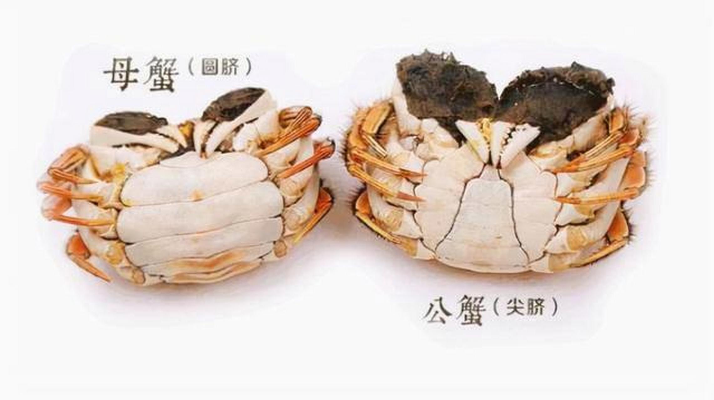 涨姿势:螃蟹分公母其实挺简单的,圆脐就是母螃蟹,尖脐就是公蟹!