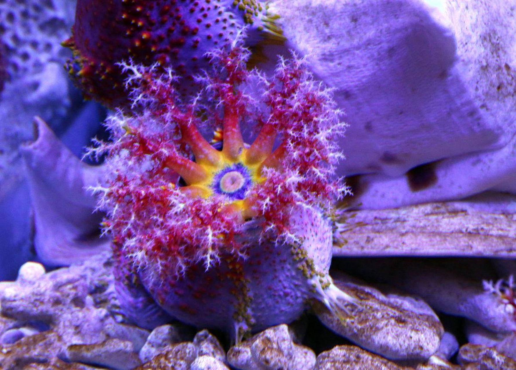 每日涨姿势:海葵,是一种美丽的海洋生物,属于珊瑚类动物.