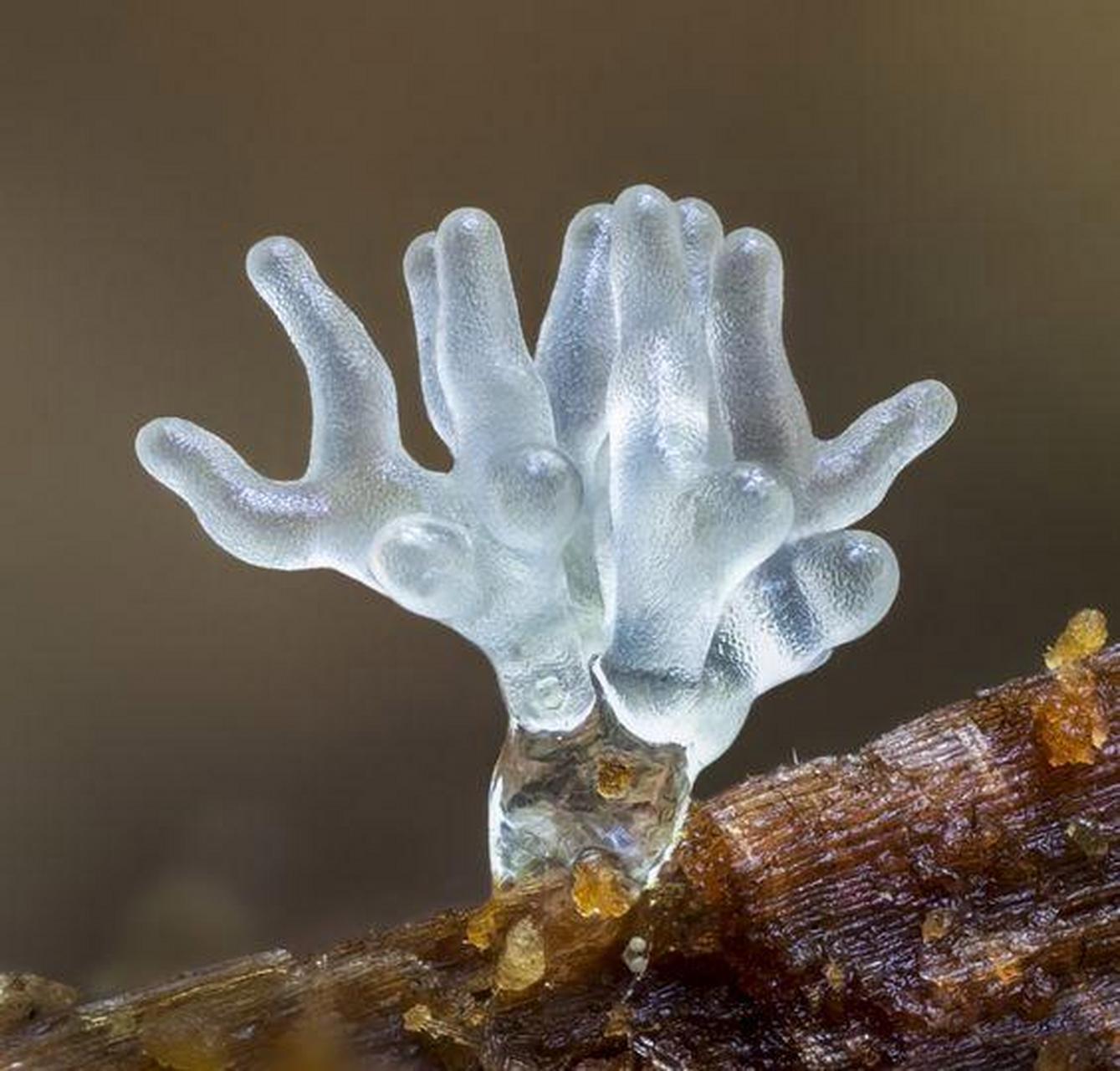 雨后,那些透明菌类也很养眼!