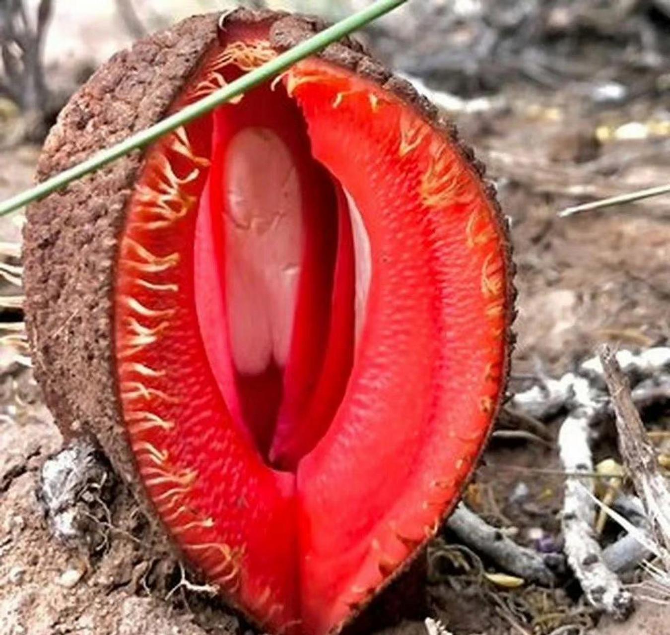 涨姿势:这是非洲白鹭花,观赏性植物!