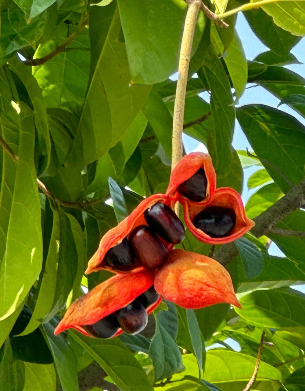 每年七八月,九层皮果实成熟, 四五个分果挤满了果英,红色的果英裂开