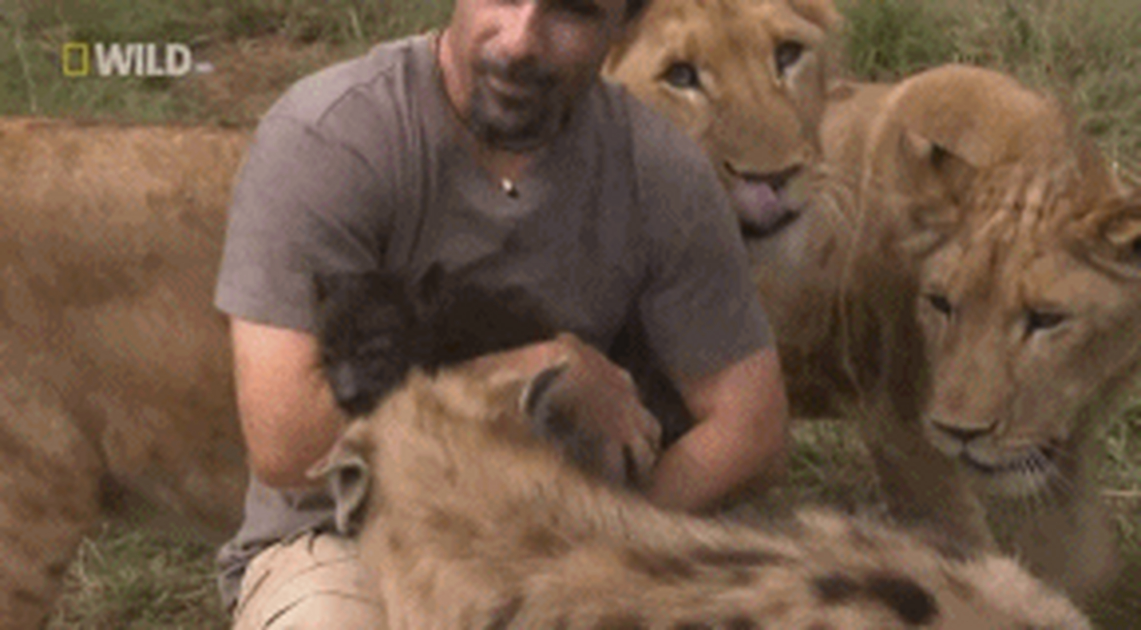 "狮语者"kevin richardson,他是一名动物行为学家,看他和狮子们的相处