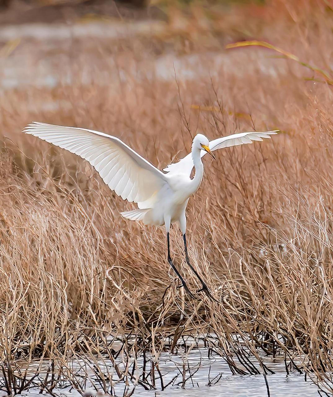 体型介于大白鹭和白鹭(也称小白鹭)之间,为鹳形目鹭科白鹭属鸟类