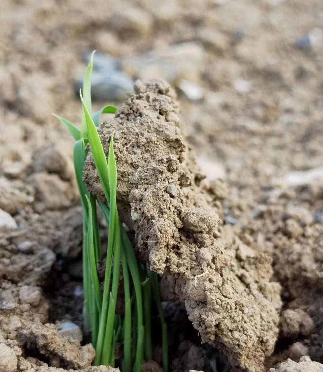 生命的力量,破土而出:这么柔软却这么有力量!