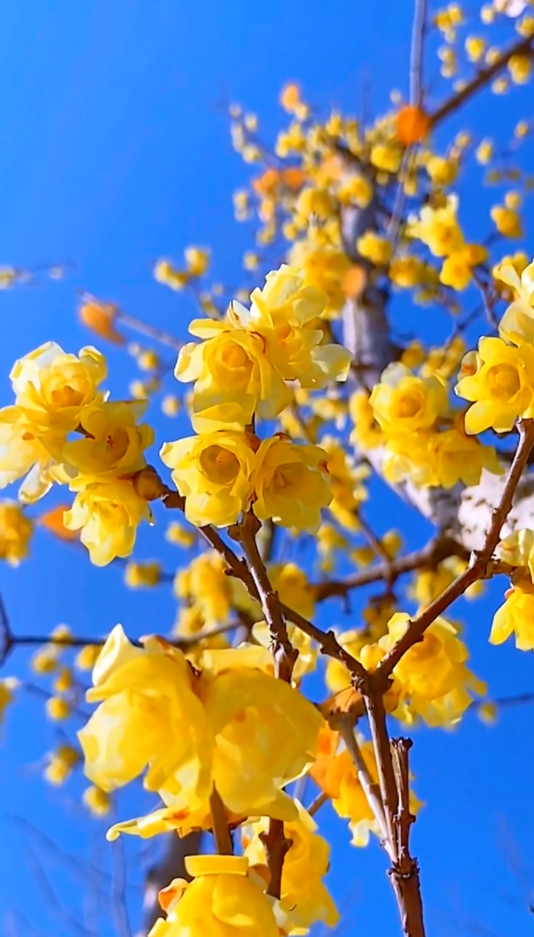 别老觉得冬天就只能看雪,你瞅瞅雪中腊梅!