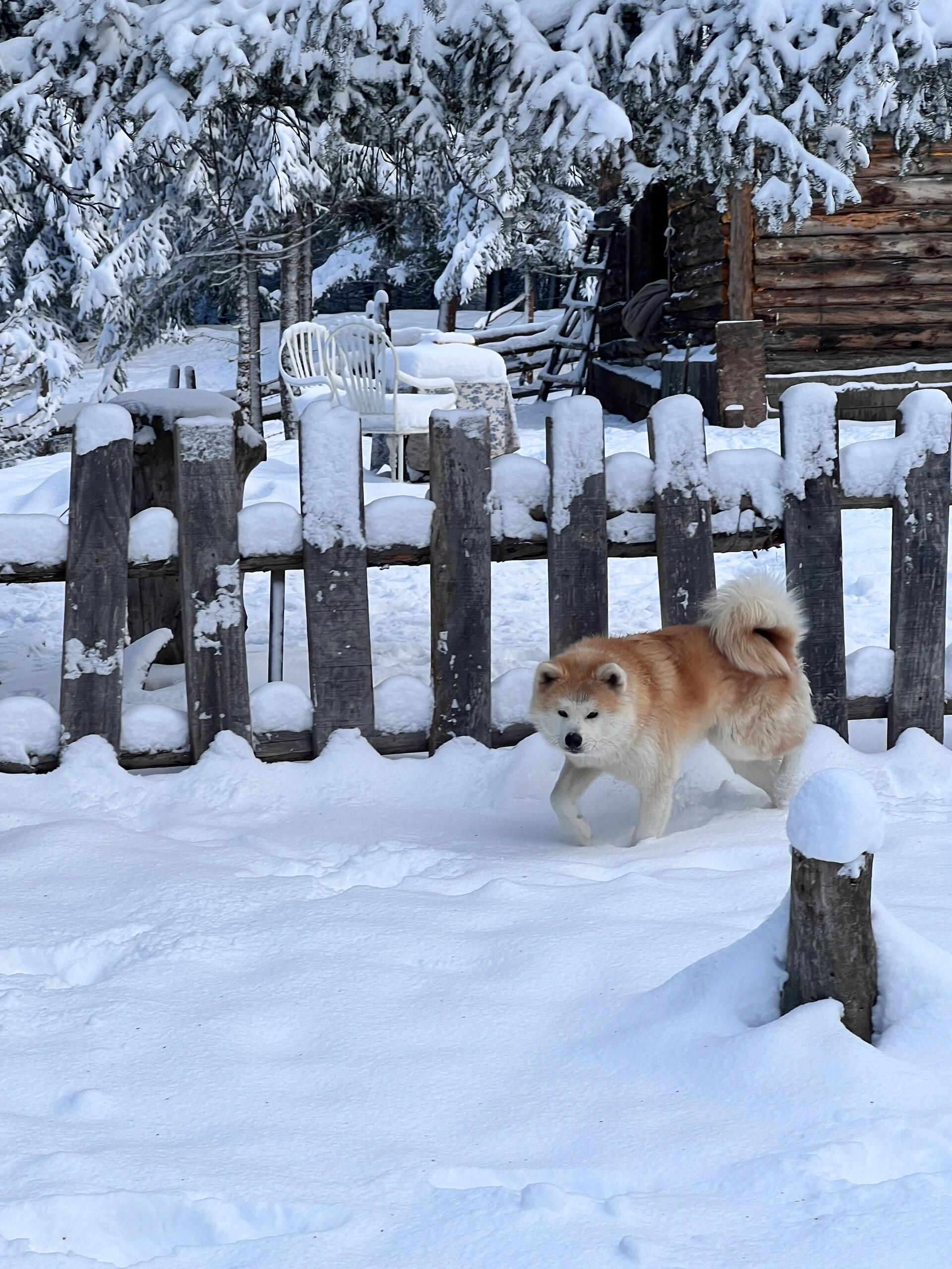 每到冬日,最开心的就是和狗狗在雪地里撒欢儿