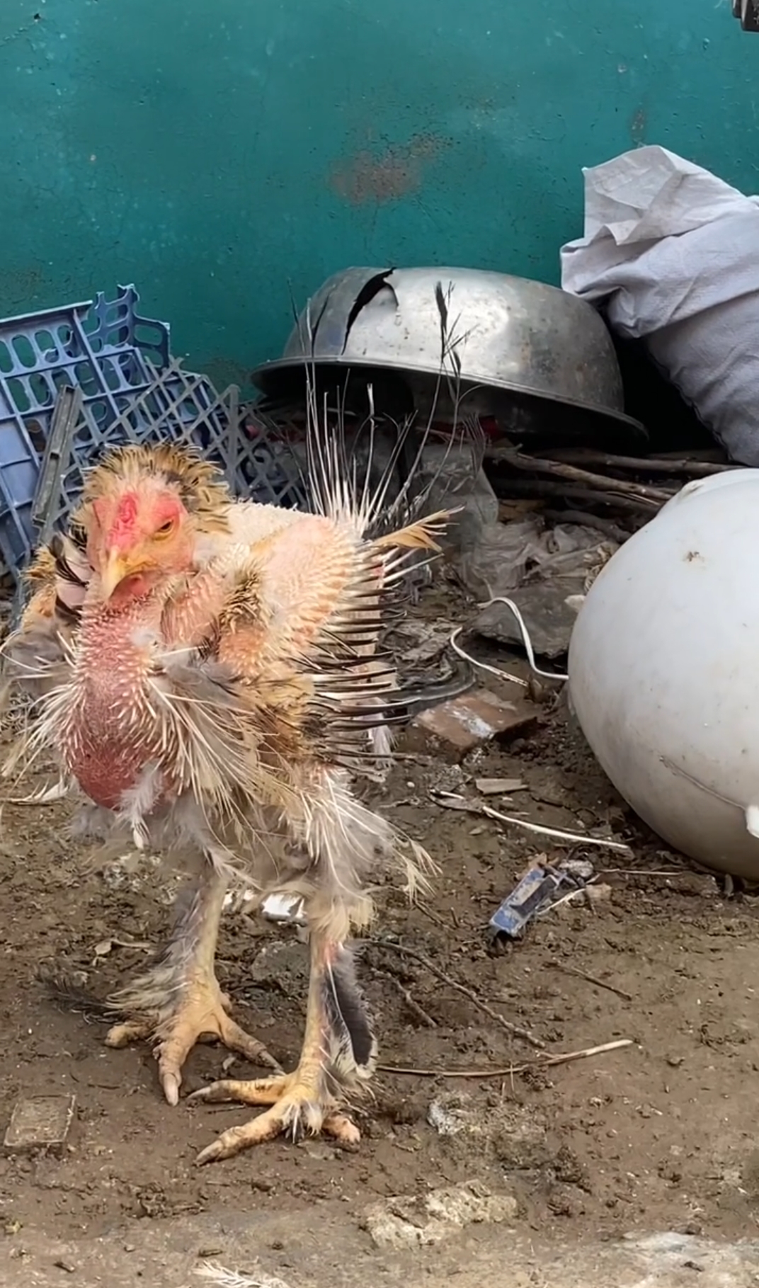 这只鸡的毛脱得厉害,大冷天的,它不冷吗?