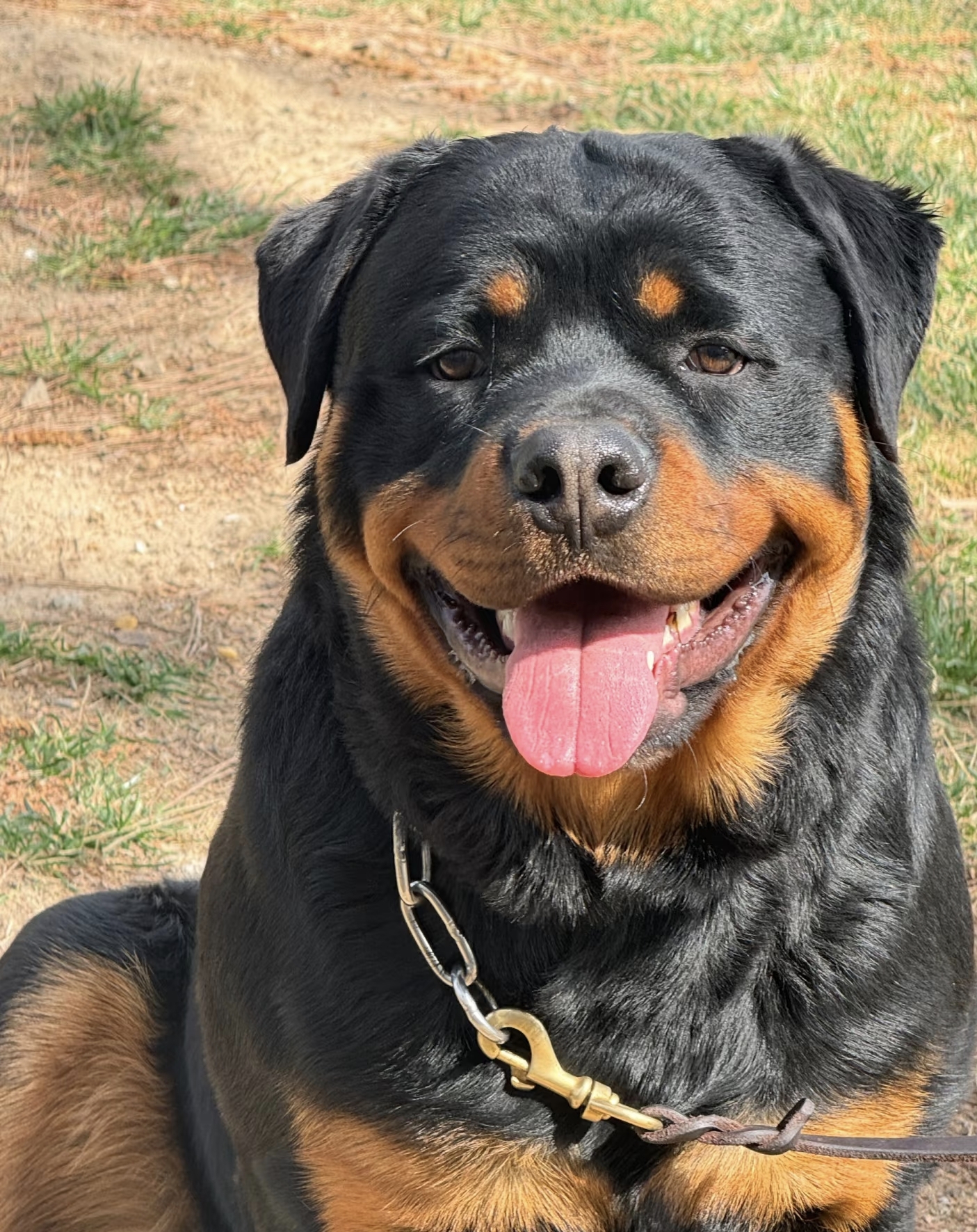 罗威纳犬憨憨的外表,忠心主人的一只狗狗,一生只在乎主人的狗狗,如果