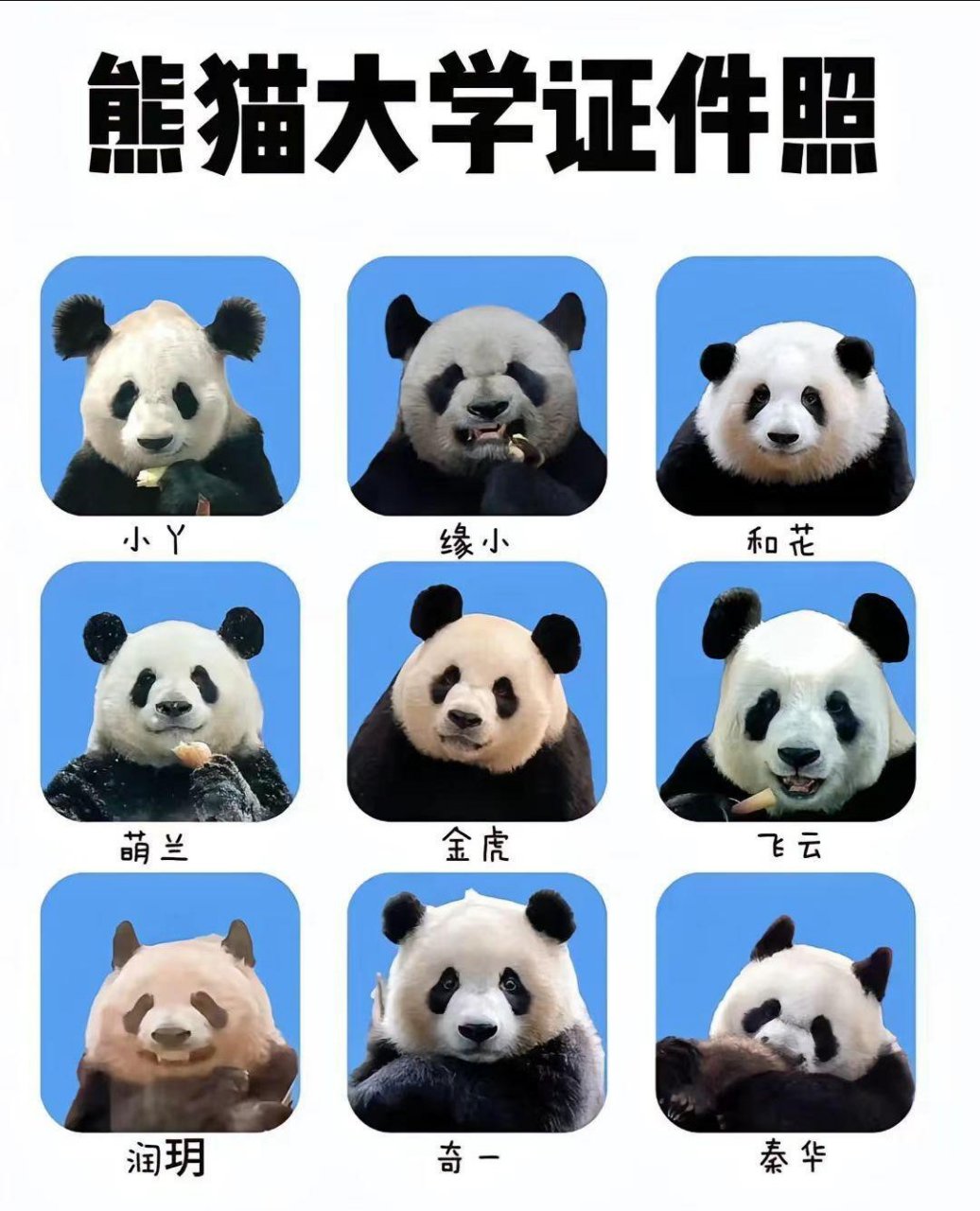 大熊猫证件照,各有各的特点.缘小像个黑帮头子[左捂脸]