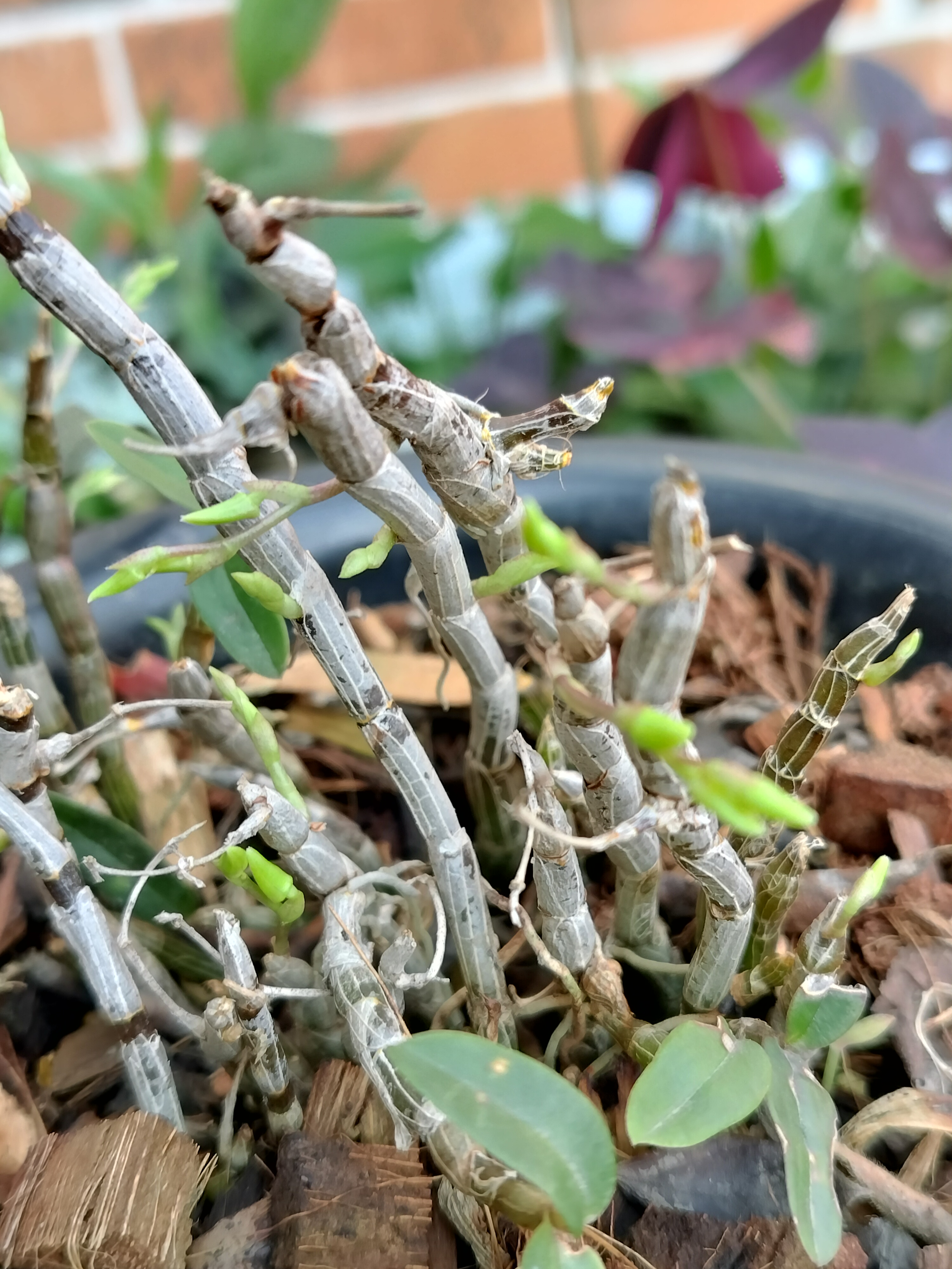 这应该是铁皮石斛的花苞吧,第一次种石斛,才开始长芽,分不清是叶芽