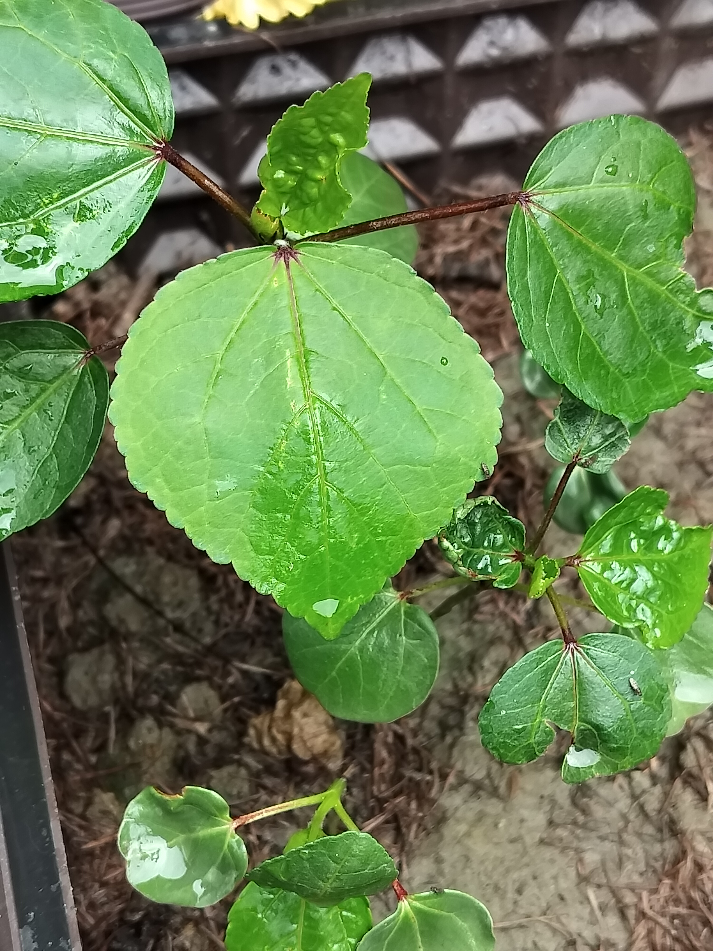 网购的洛神花种子,已发芽,对不对版,不知道.