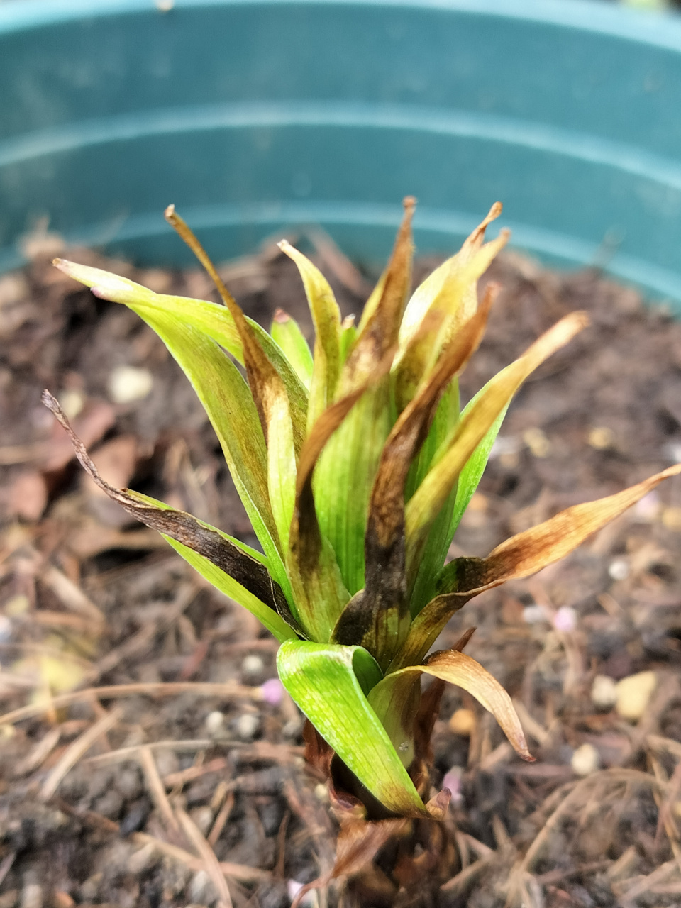 网购卷丹百合(图1一3),不知道什么原因,养成这样了,还有救吗?